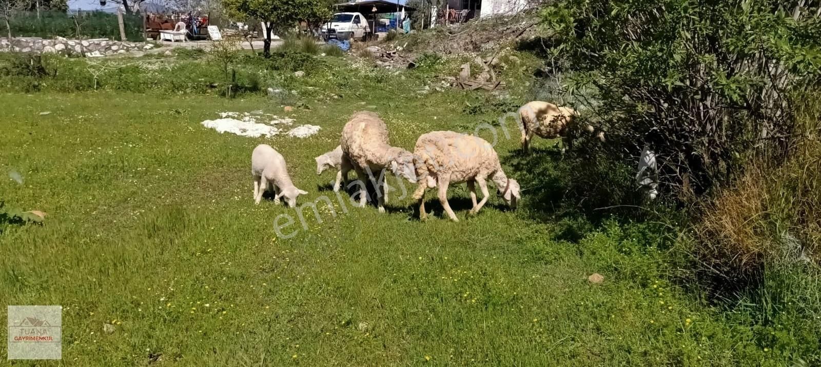 Tuana Emlak'tan Ula Karabörtlen'de 723m² Arsa - Görsel 29