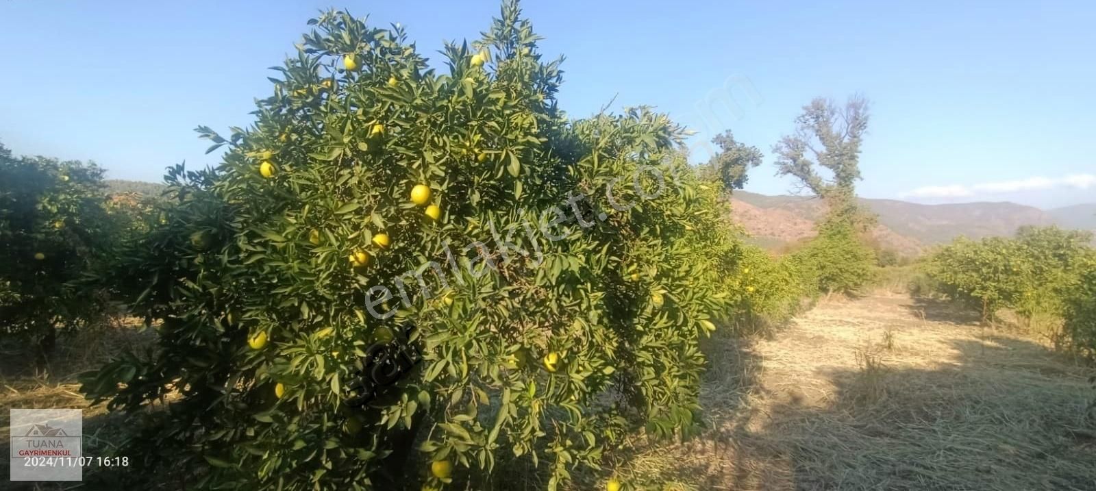 Tuana Gayrimenkul'den Döğüşbelen'de 5806m² Tarla
