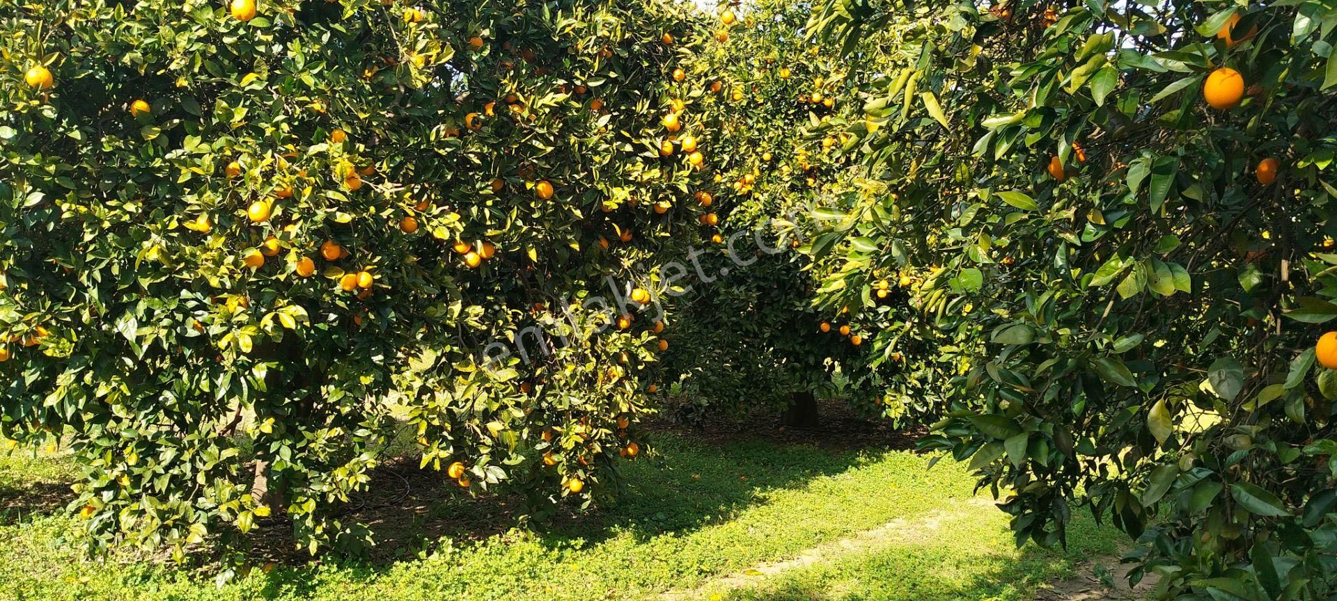 Antalya Manavgat Kalemlerde Satılık Narinciye Bahçesi