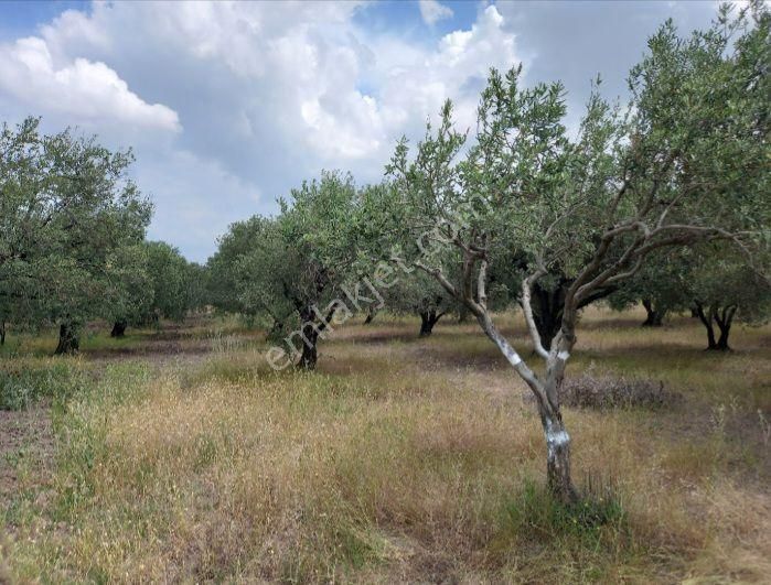 Sahibinden Acele Satılık Akhisar Kapaklıda 2900m2 Zeytinlik