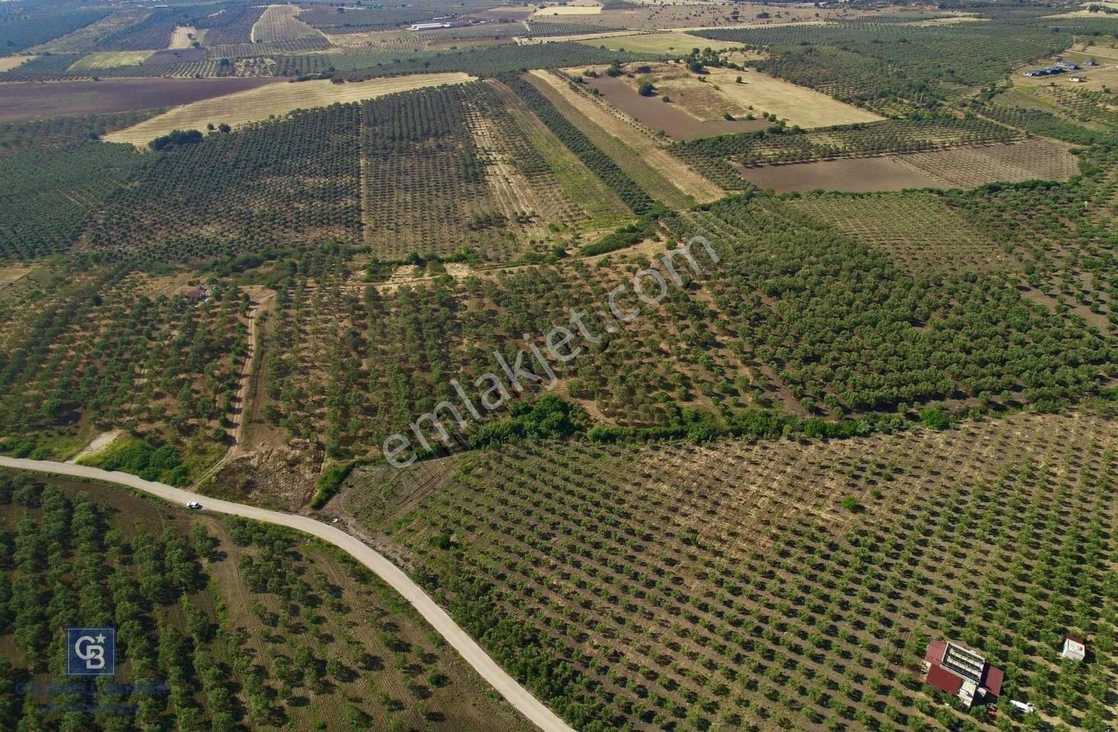 Dikili Çandarlı'da 3.712 M2 Satılık Zeytinlik