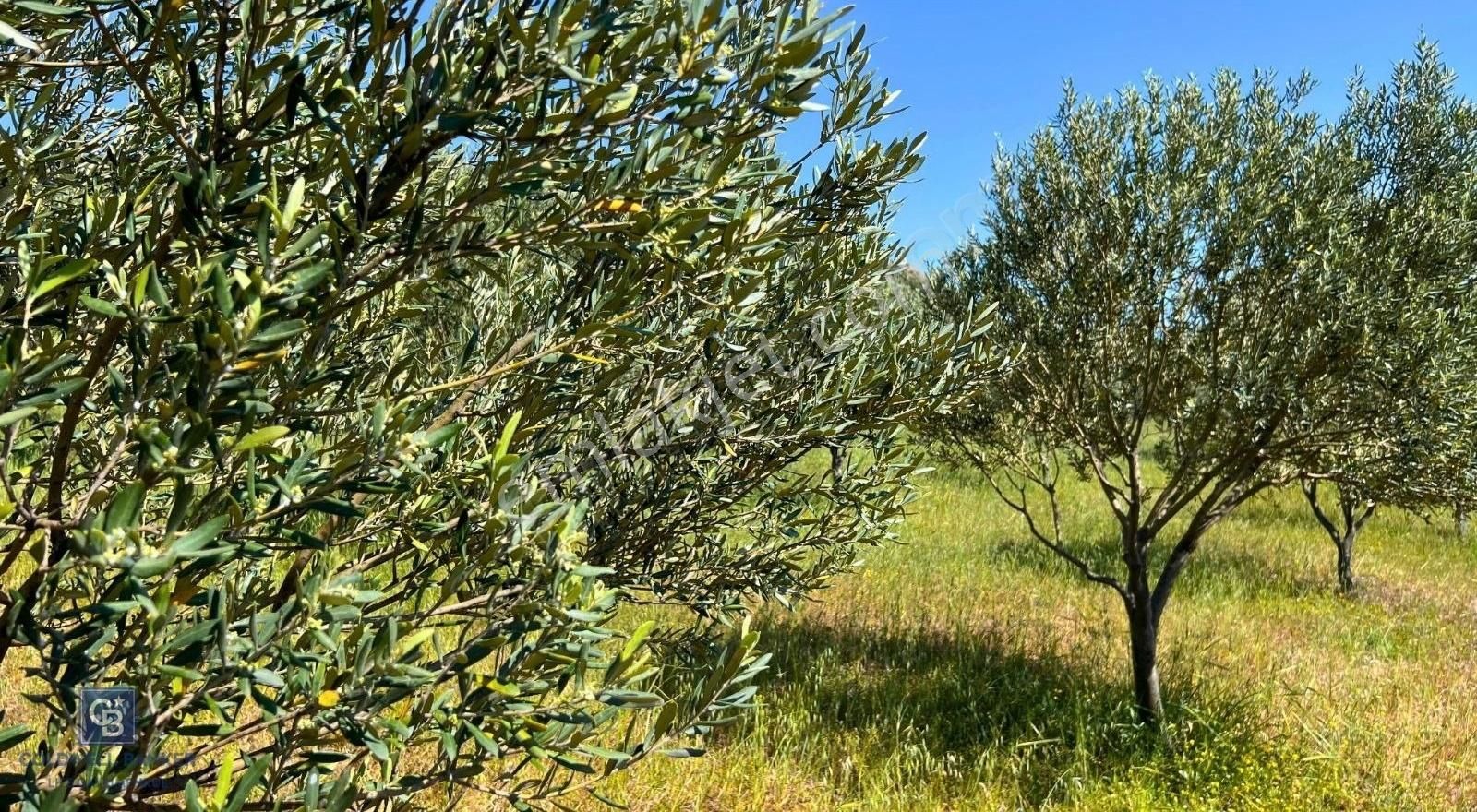 Foça Da Satılık Tarım Arazisi - Görsel 2