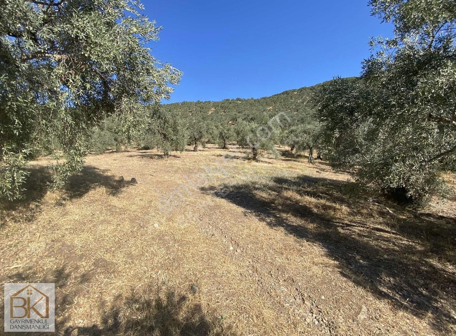 Şirince Yolu Üzerinde Kadastral Yola Cepheli Satılık Bahçe