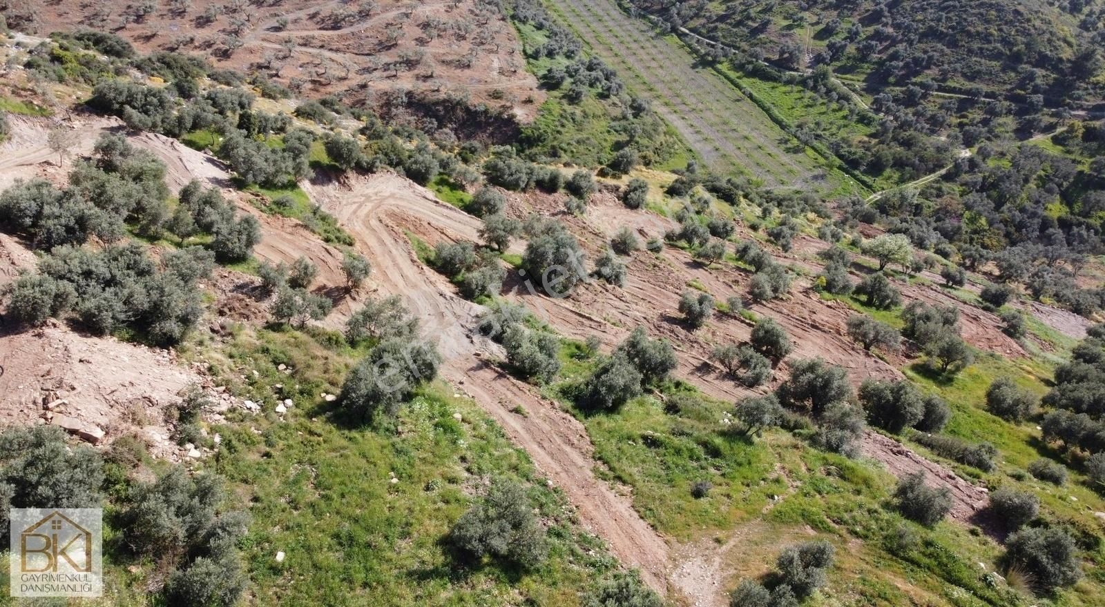 Şirince Kaplankaya Mevkiinde Satılık 12485m2 Manzaralı Zeytinlik