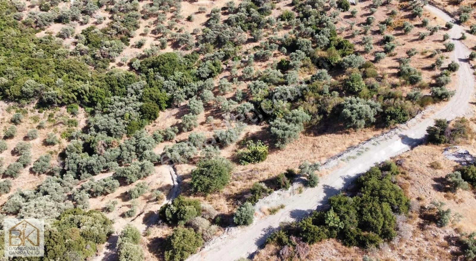 Şirince Kayserdağı Mevkii'nde Satılık 3068 M2 Zeytinlik