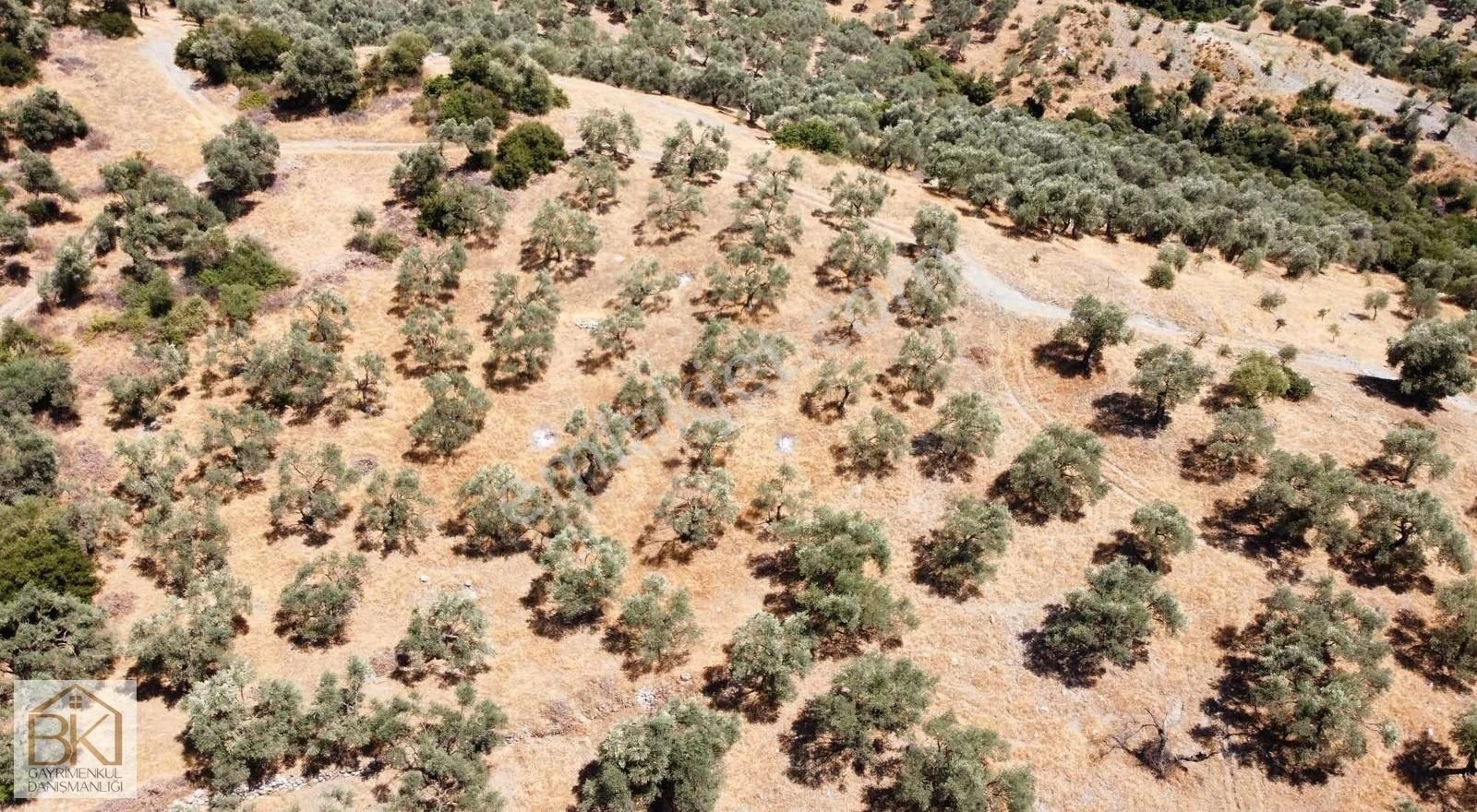 Havutçulu Köyünde Satılık 4386 M2 Zeytinlik