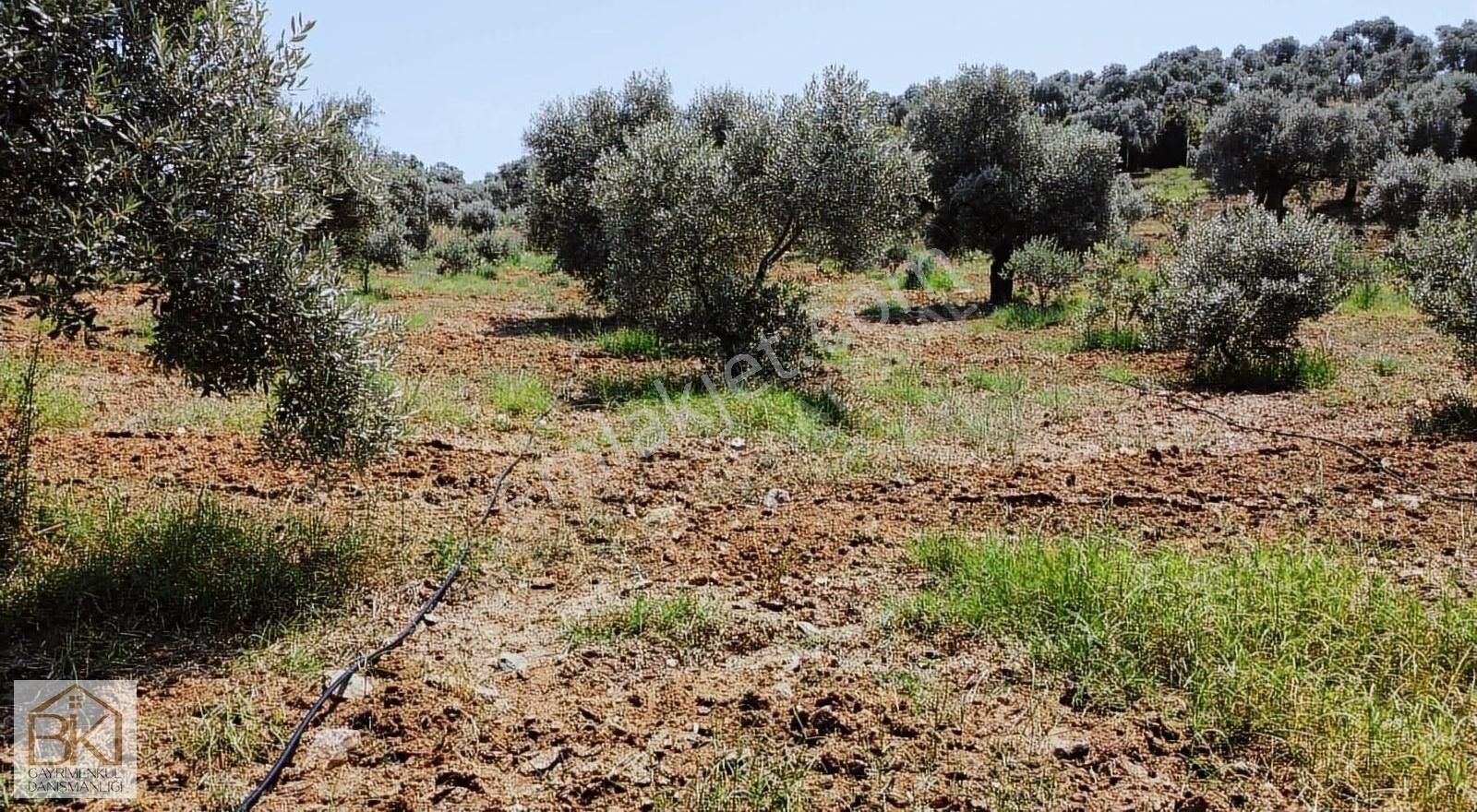 Havutçulu Köyünde Satılık 11.392 M2 Zeytin Ve İncir Bahçesi