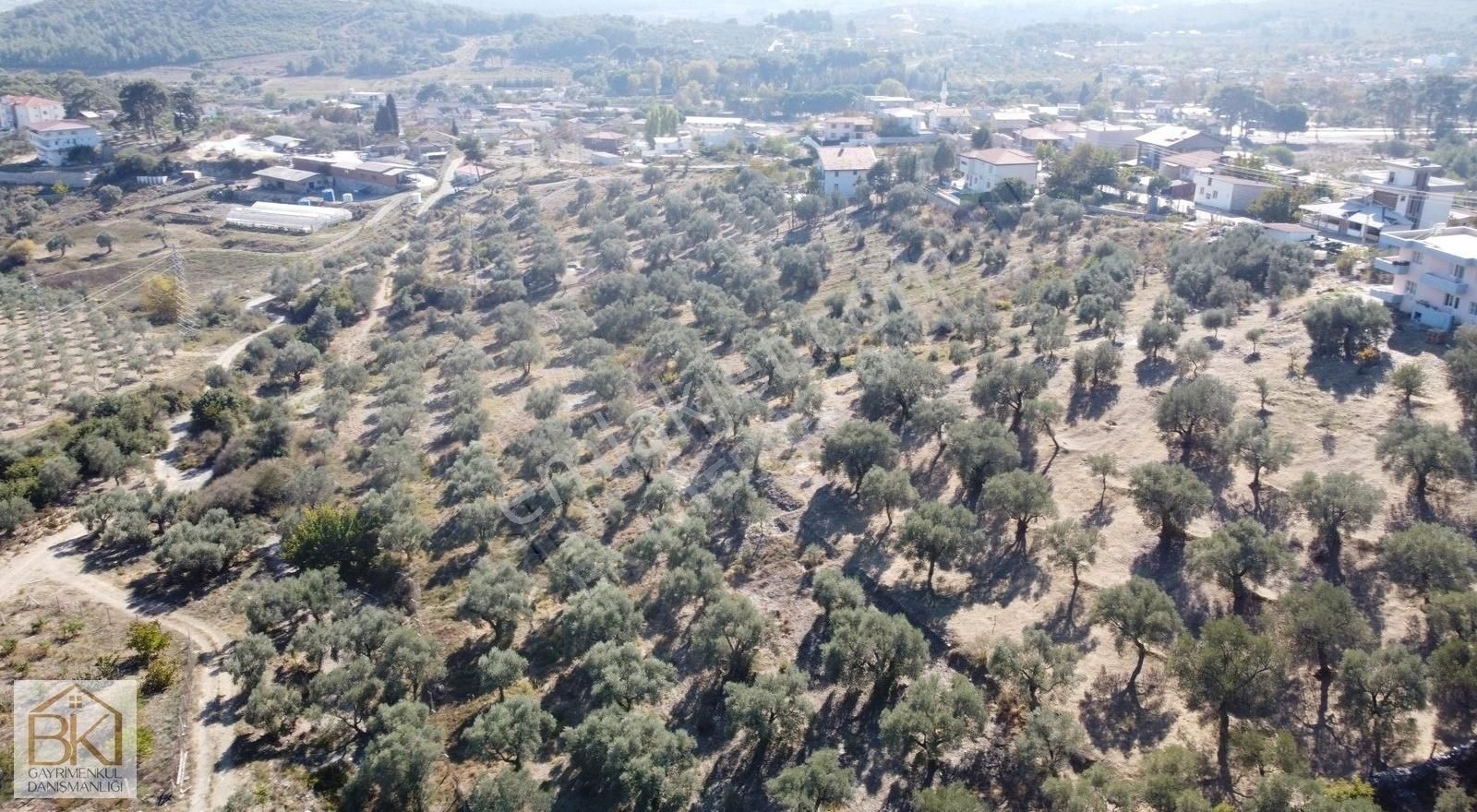 Selçuk-çamlık Mahallesinde İmar Dibinde Satılık Zeytinlik