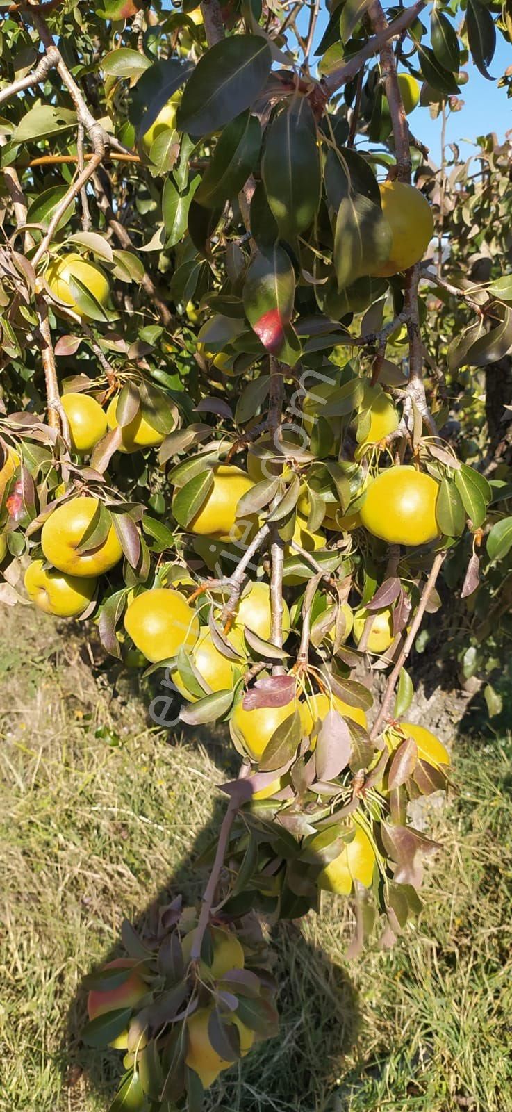 Salihli Yeniköyde Satılık Dağ Evi - Görsel 19