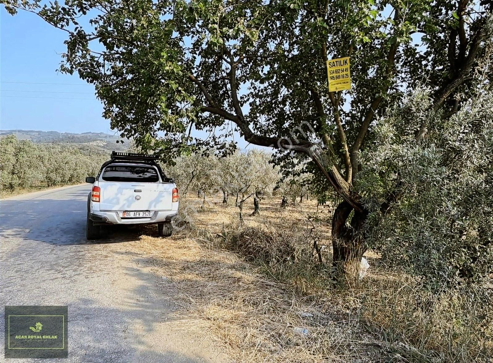 Umurbey'de Asfalt Kenarı 1200 M2 Yatırımlık Zeytinlik