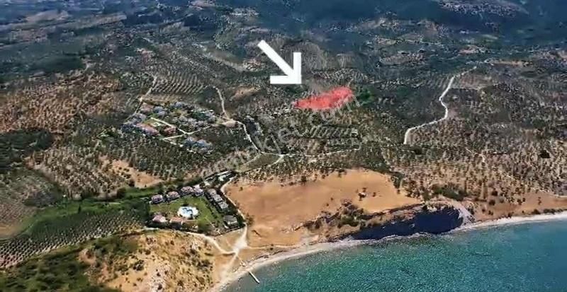 Çanakale Ayvacık Babakale De Denize 300 M Zeyyinlik