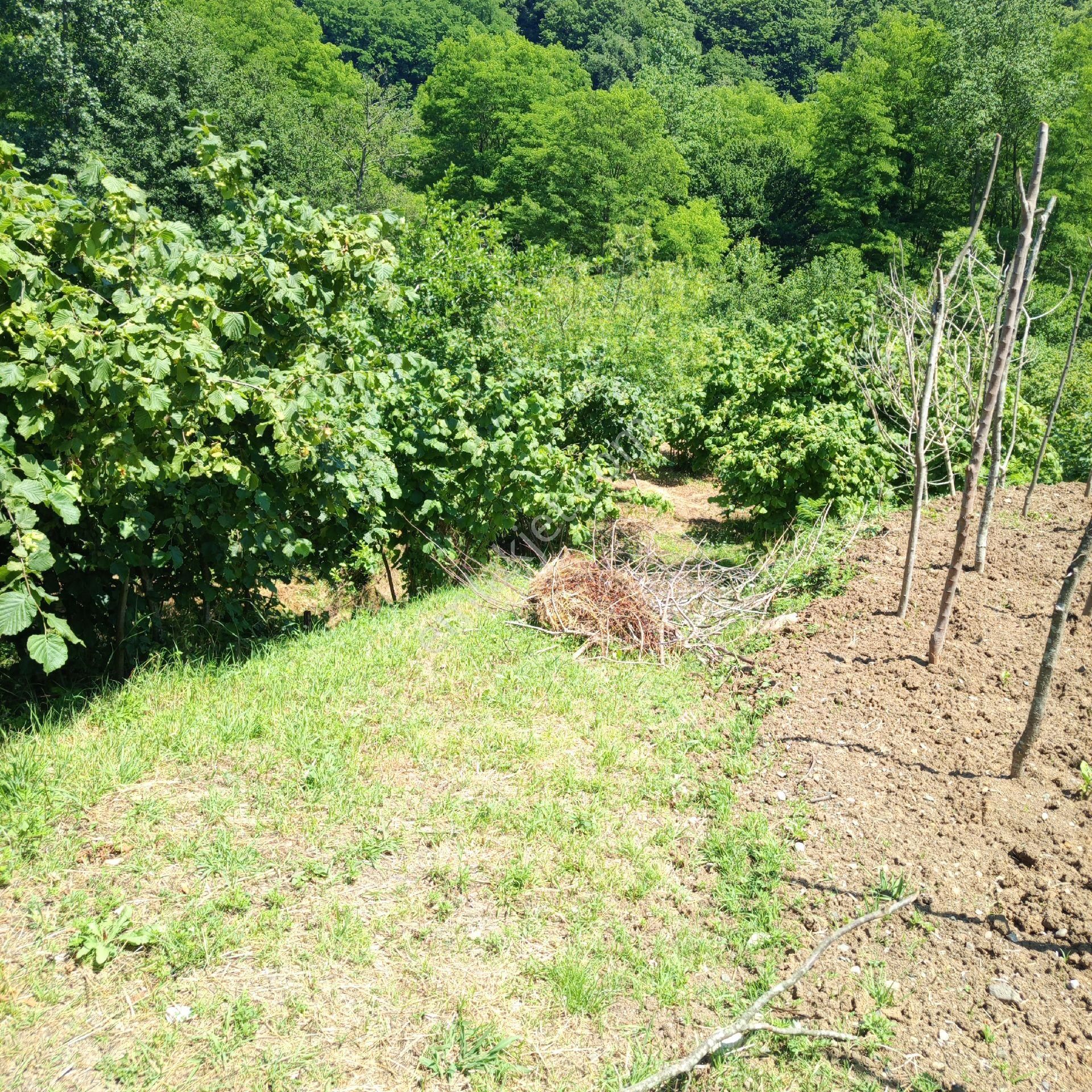 Perşembe Caytepe Mahallesi Satılık İmarlı 1102m2 Düz Bahçe. - Görsel 2