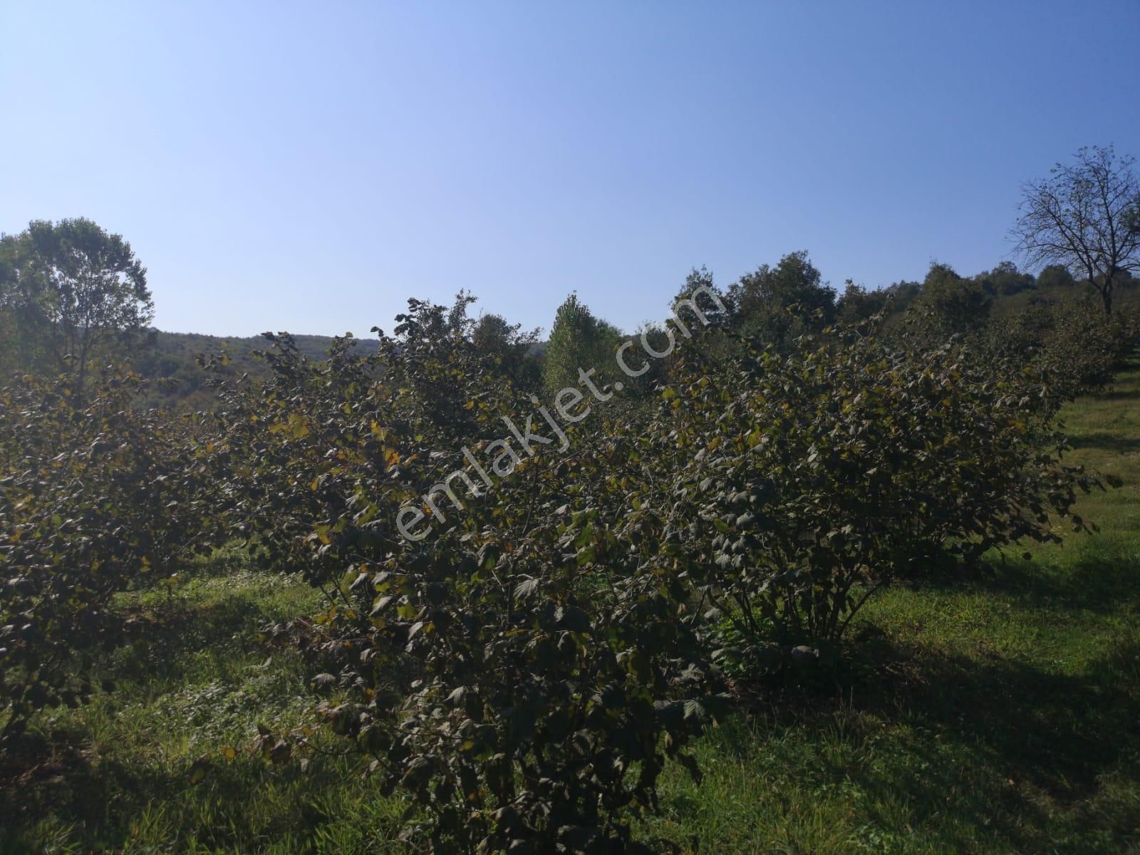 Kandıra Duraklıda 4,250m Satılık Düşeş Kazandıracak Fındık Bahcesi No:268
