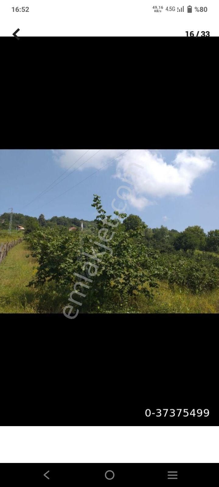 Satılık Arazi Ev Ve Fındıklık - Görsel 9