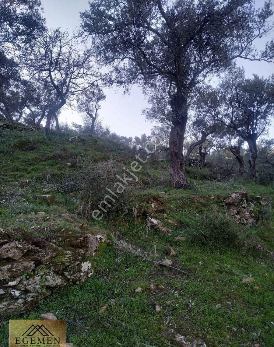 Söke Sayrakçı Mahallesi Satılık Zeytinlik