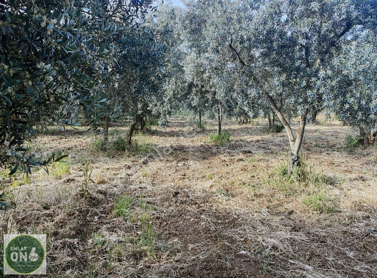 Orhangazi Çakırlı Köyü Satılık Zeytinlik