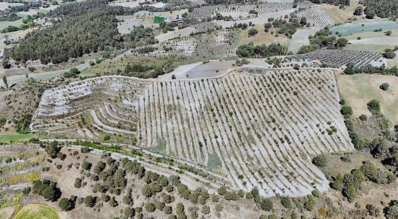 Satılık Ceviz Bahçesi 86 Dönüm