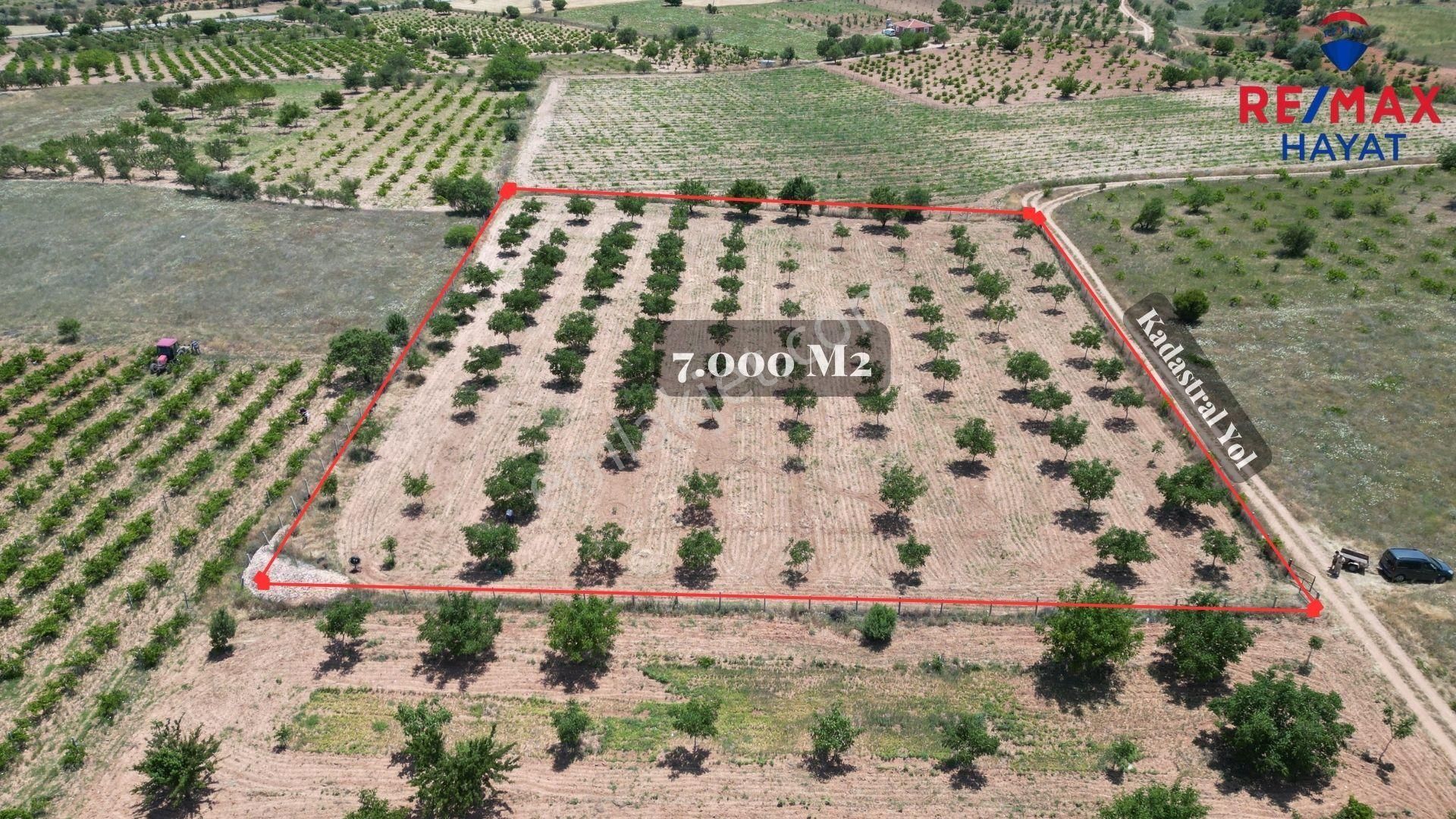 Çal, Hançalar'da 7.000 M2 Ceviz Bahçesi