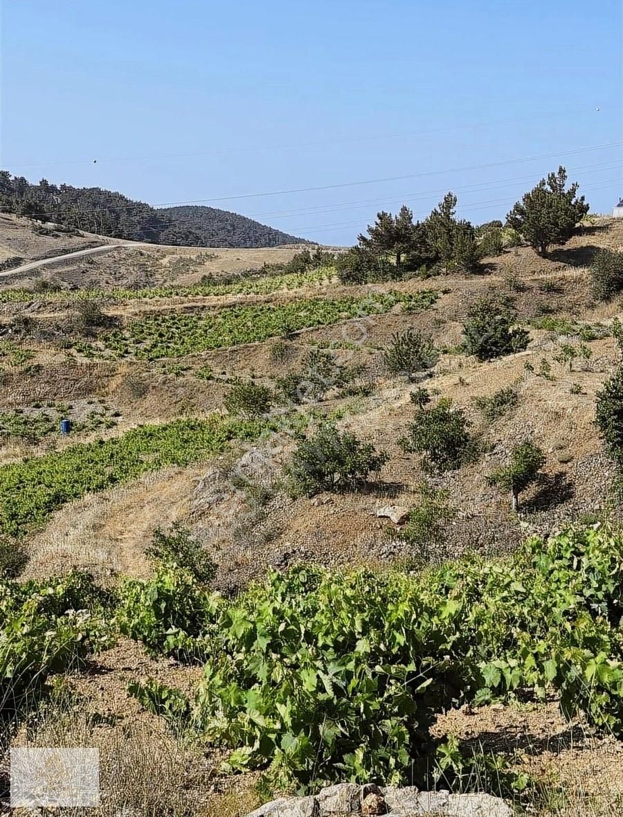 Msg'den Kavacık'ta Yol Kenarı Zengin İçerikli 15 Dönüm Bağ-bahçe - Görsel 23