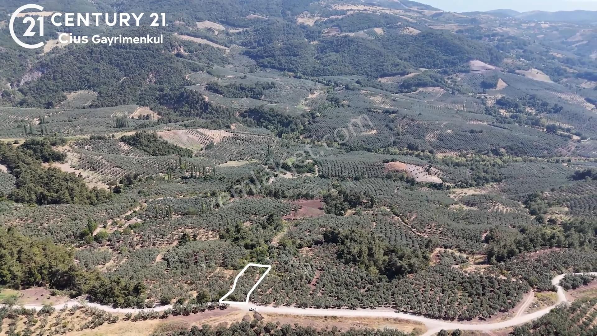 C21 Cius; Katırlı 999 M² Yola Cephe Satılık Zeytinlik - Görsel 4