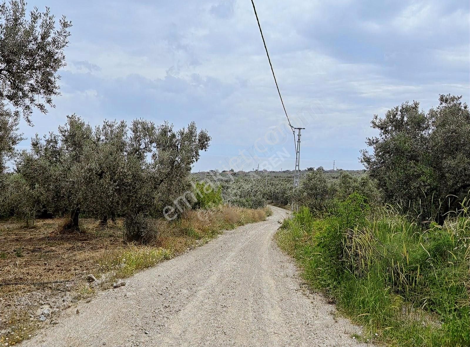 Yatırımlık Fırsat! İznik Göllüce' De 111 M² Zeytinlik - Görsel 5