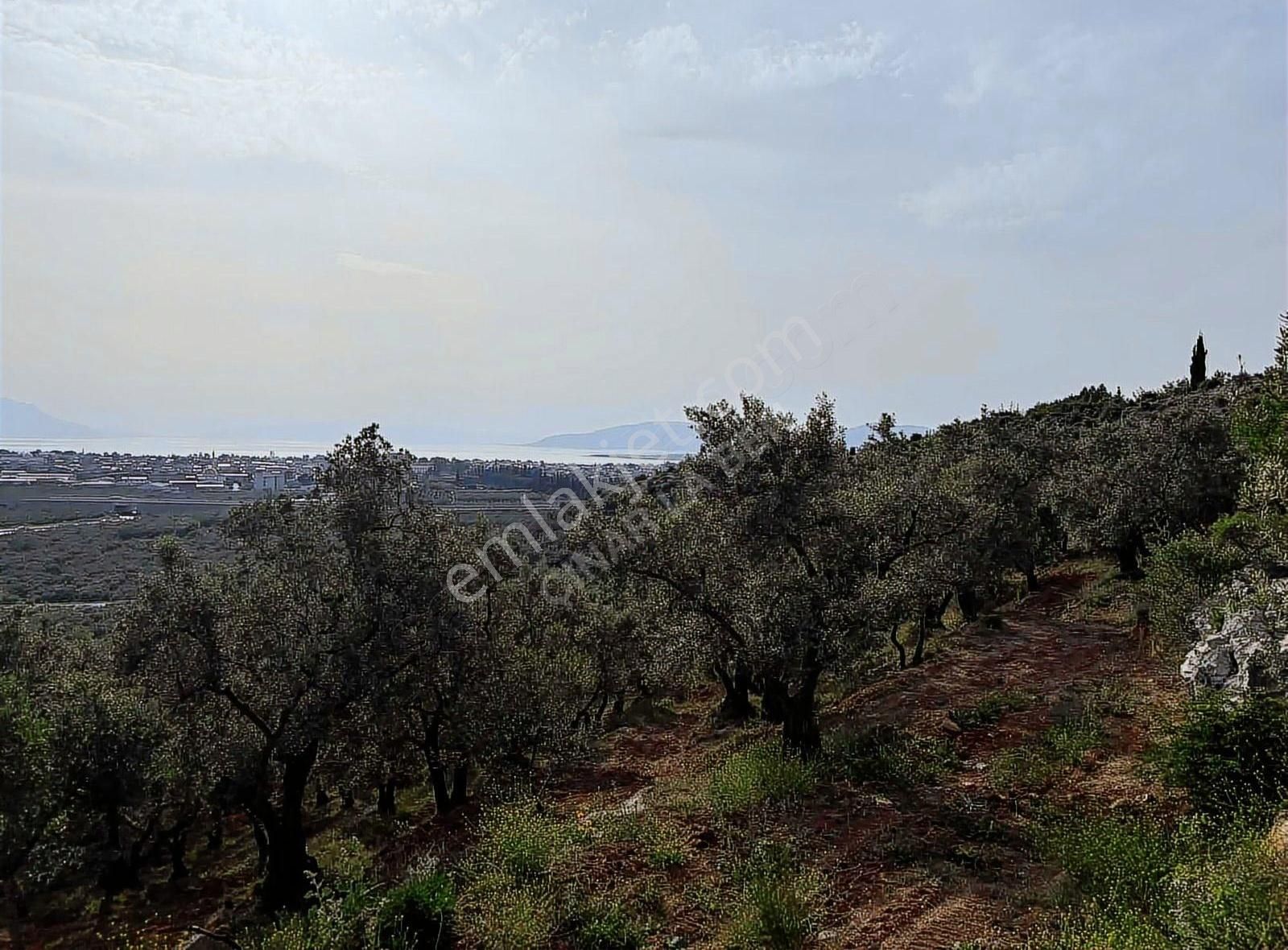 ️ İznik Bayraktar'da Manzaralı Takasa Açık 20.991 M2 Zeytinlik - Görsel 17