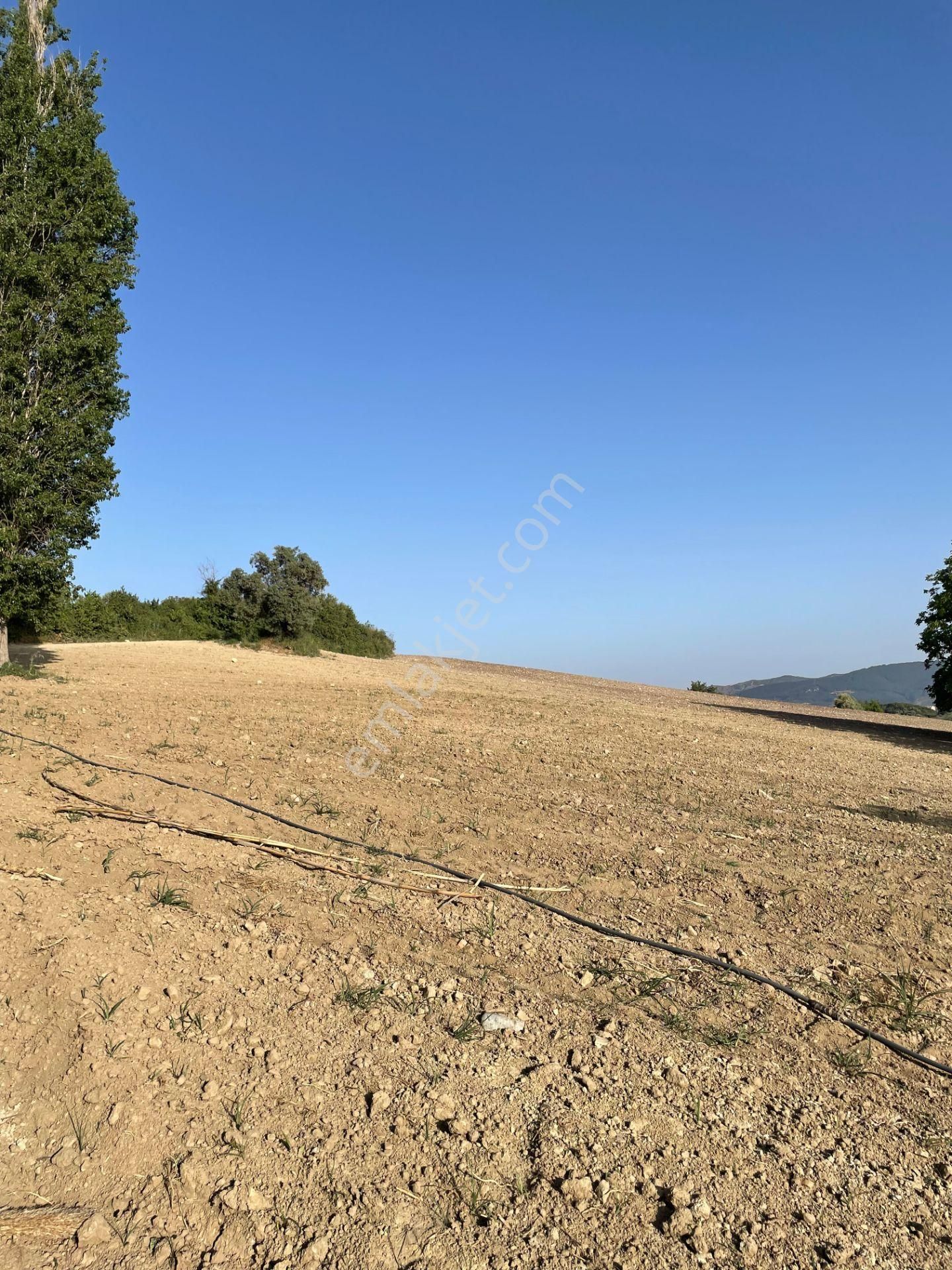 Kuşadası Yaylaköyde 36.000 M2 Arazi - Görsel 2