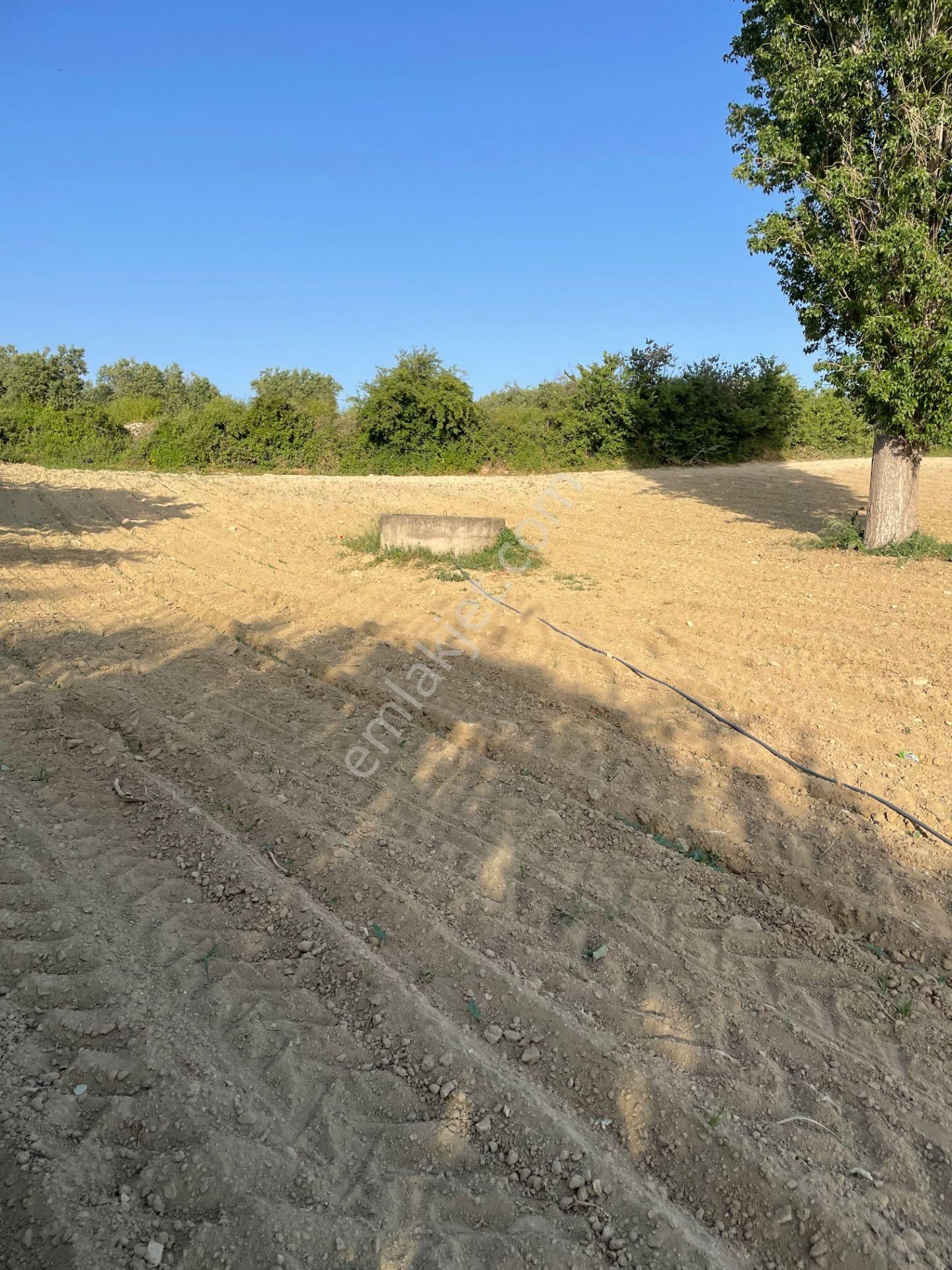 Kuşadası Yaylaköyde 36.000 M2 Arazi - Görsel 4