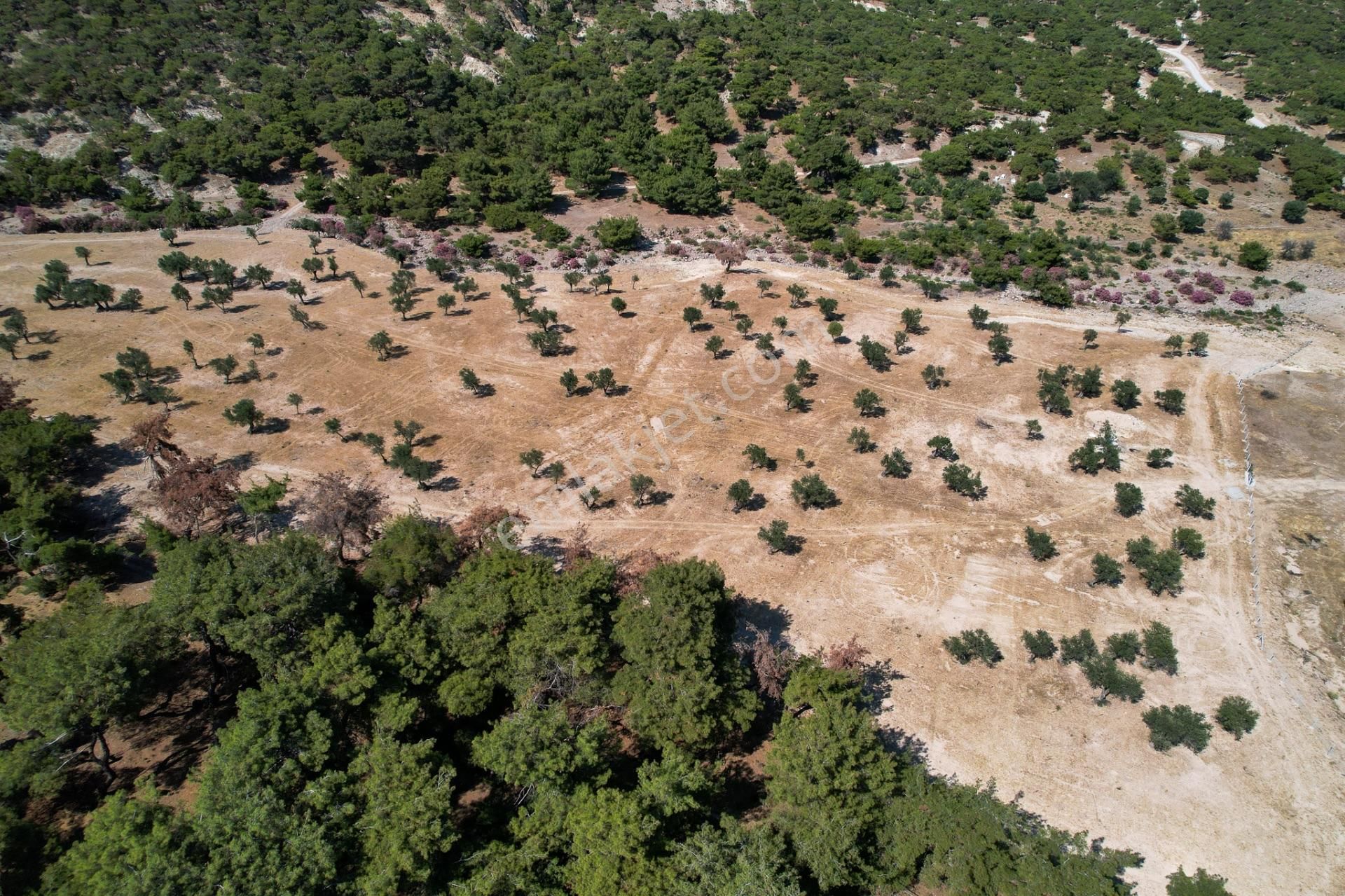 İzmir Dikili Deliktaşta 300 M² Kooperatif Hisseli Zeytinlik! - Görsel 11