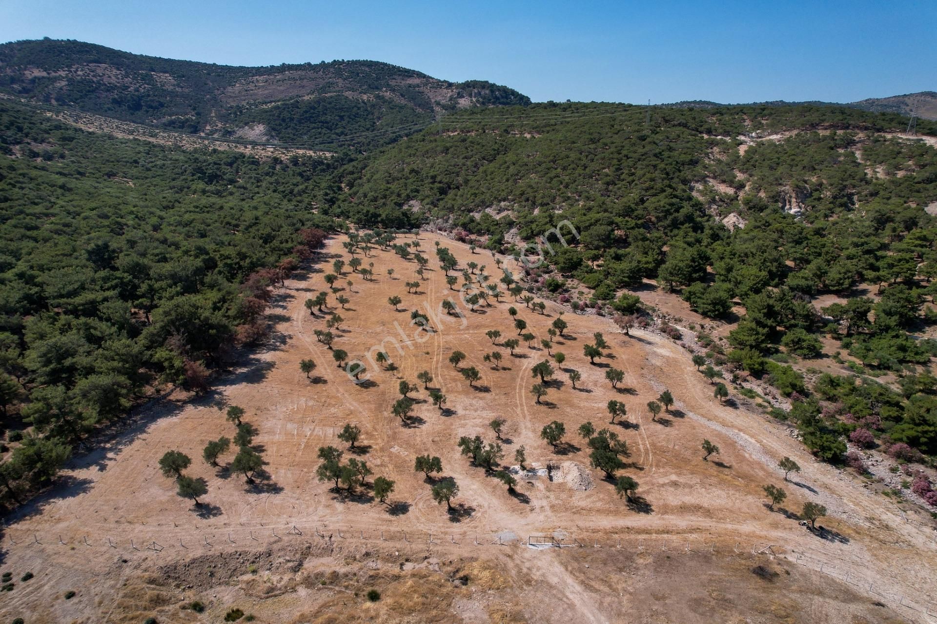 İzmir Dikili Deliktaşta 300 M² Kooperatif Hisseli Zeytinlik! - Görsel 5