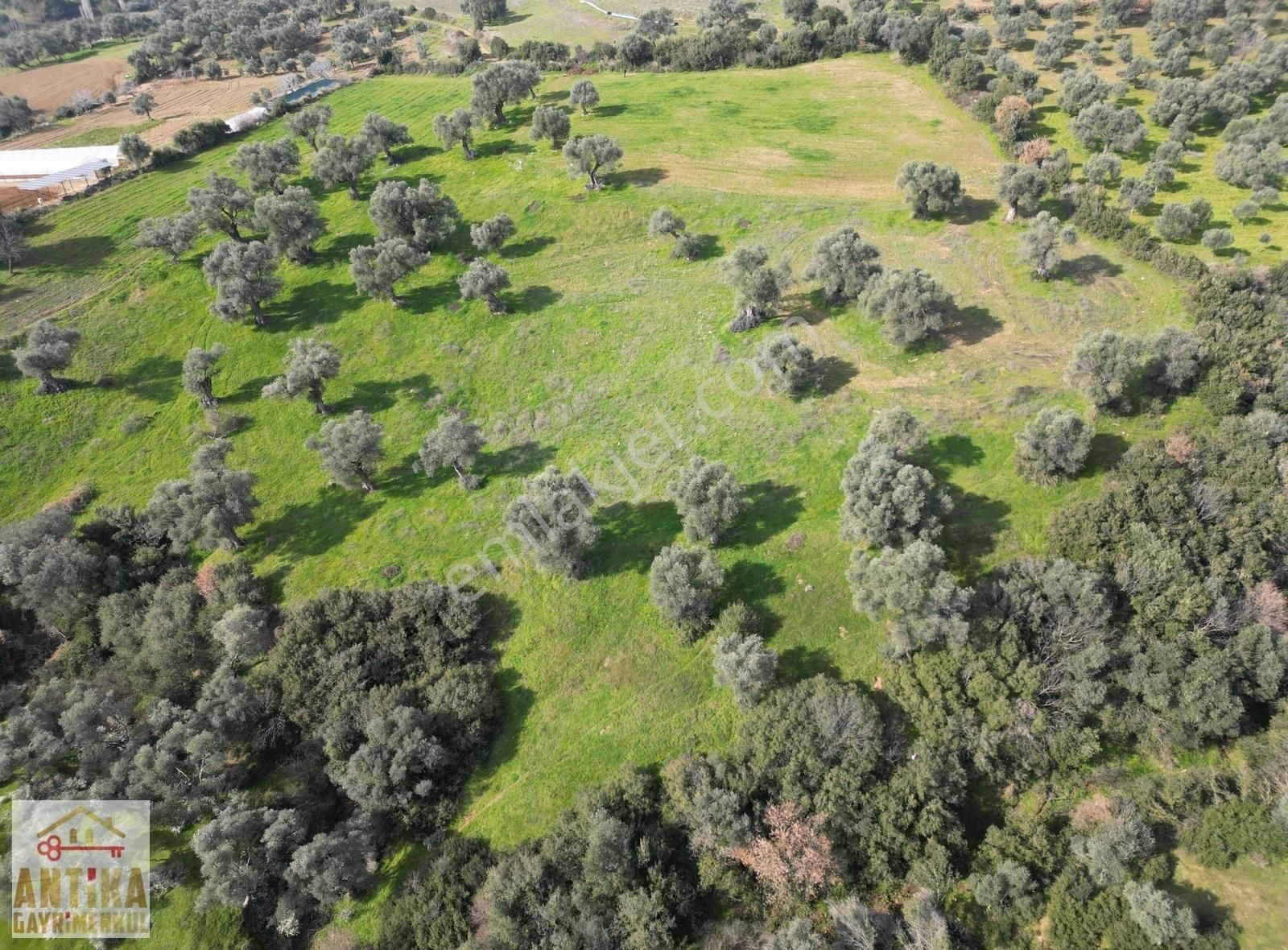 Antika Gayrimenkulden Ödemiş Merkeze Yakın 8600m² Zeytin Bahçesi