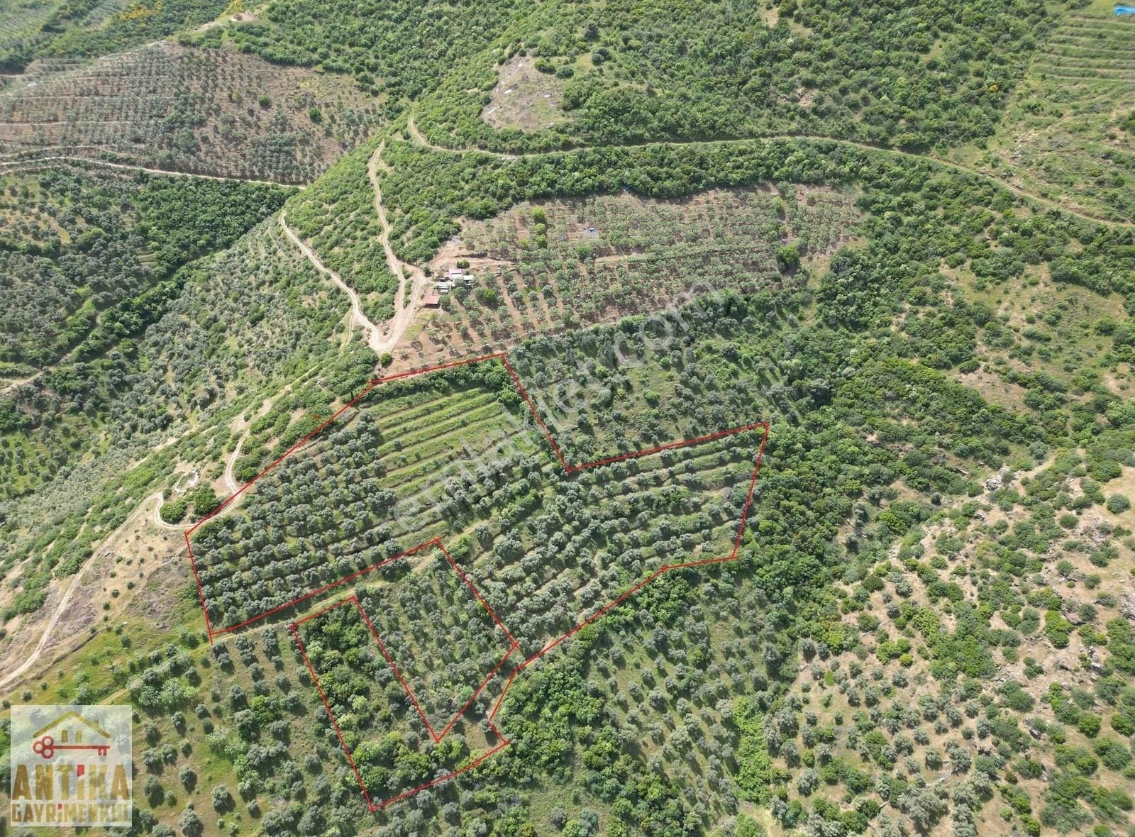 Antika Gayrimenkul'den Ovakent'te Satılık Zeytinlik