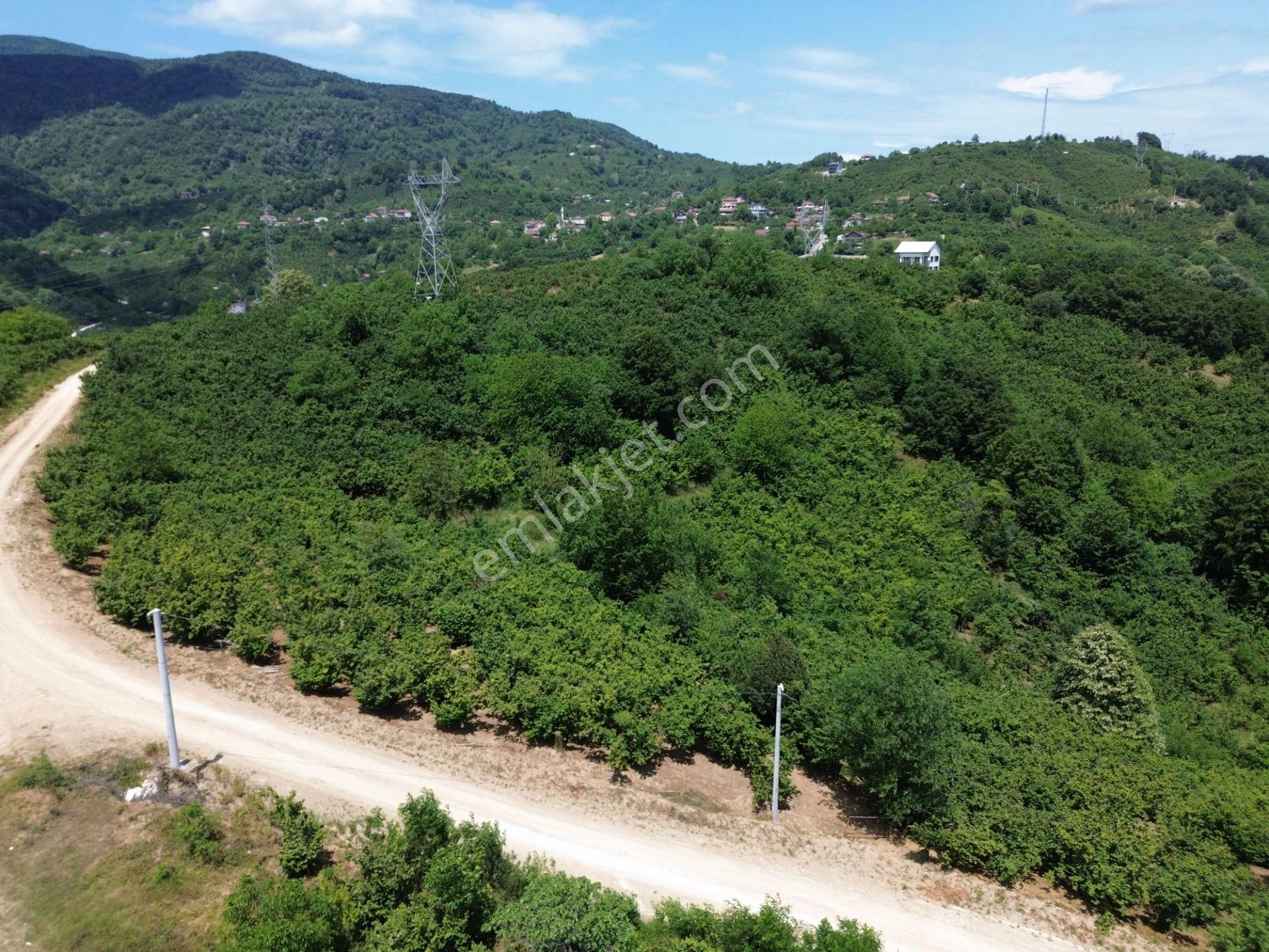 Düzce Merkez Boğaziçi Yazlık Mahallesinde Toki'nin Yanında Satılık Fındık Bahçesi