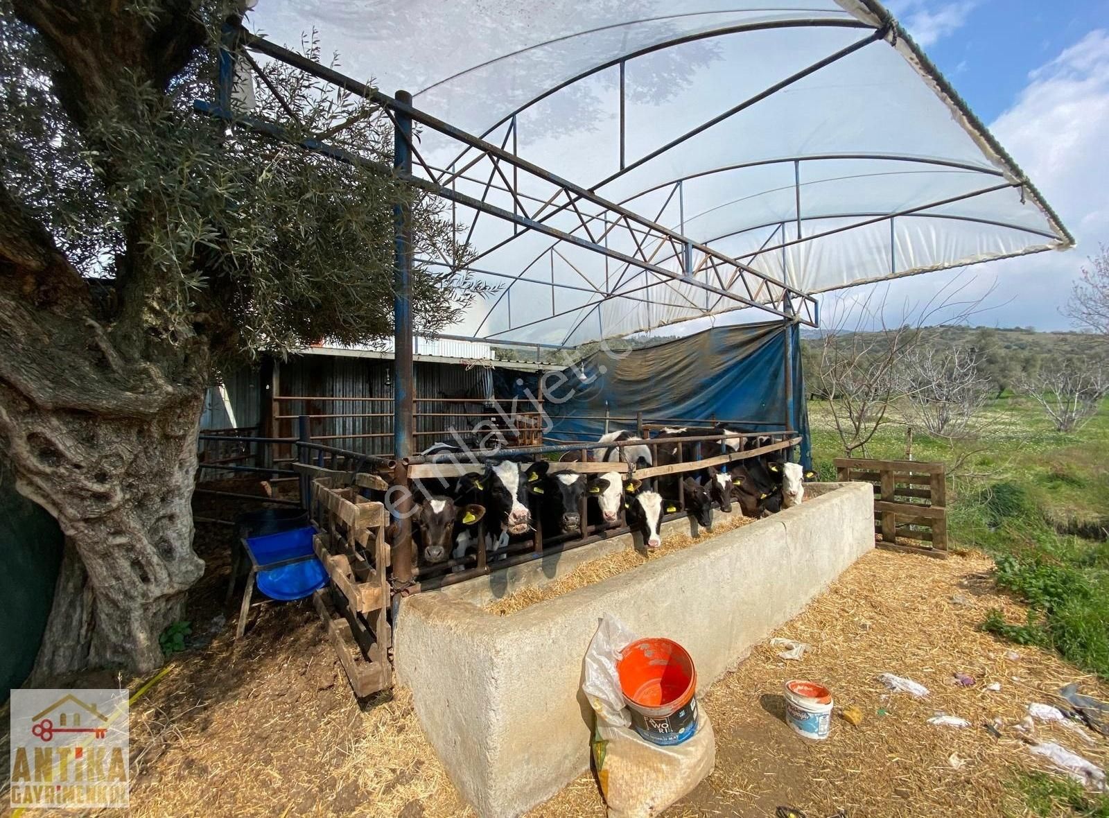 Antika Gayrimenkul'den 2 Müstakil Ev + 1 Dam Olan Satılık Bahçe - Görsel 20