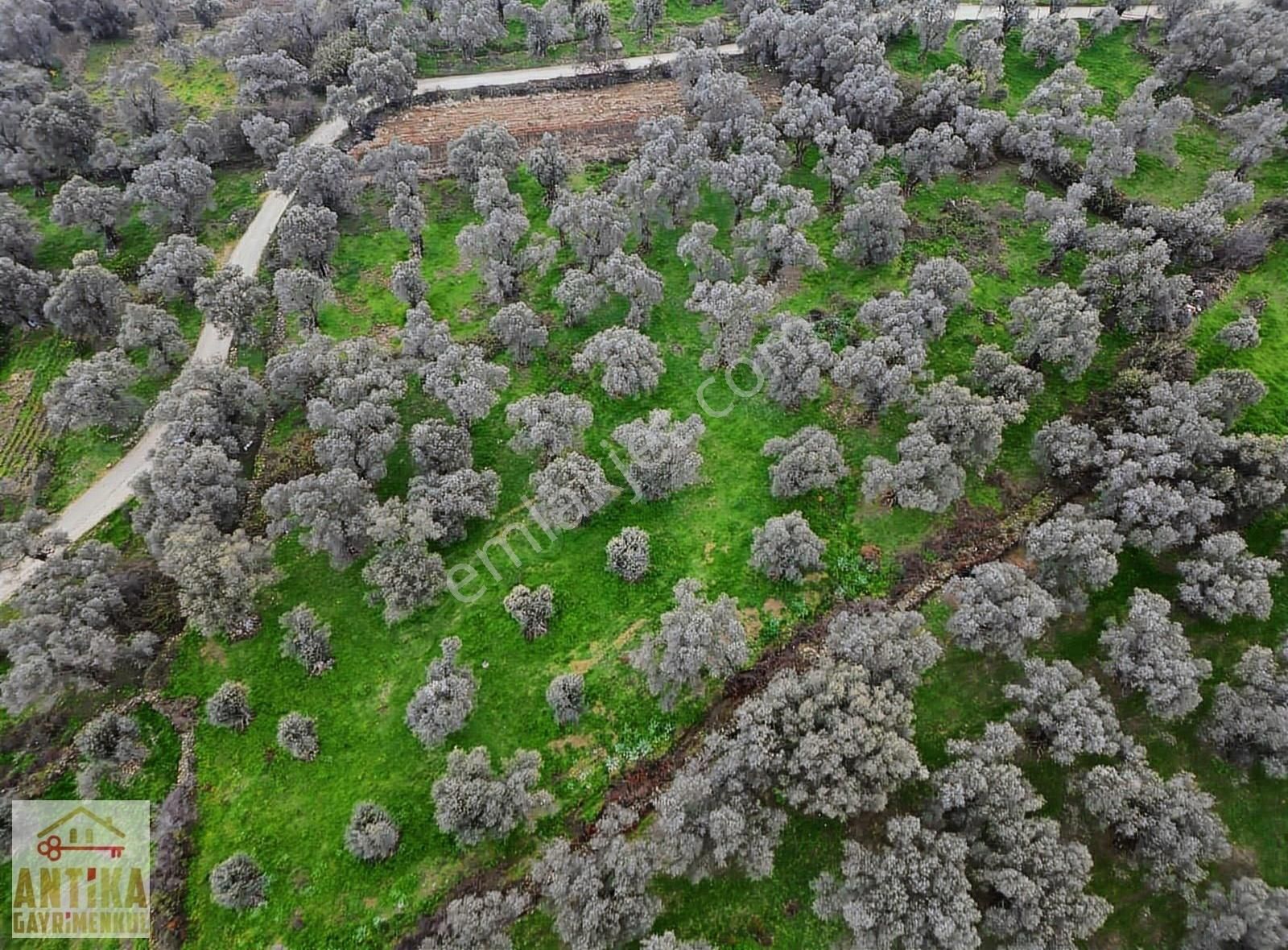 Antika Gayrimenkul'den Bademli Mahallesin'de Satılık Zeytinlik