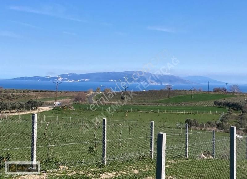 Deniz Manzaralı Verimli Toprağa Sahip 6500m2 Çiftlik Arazisi