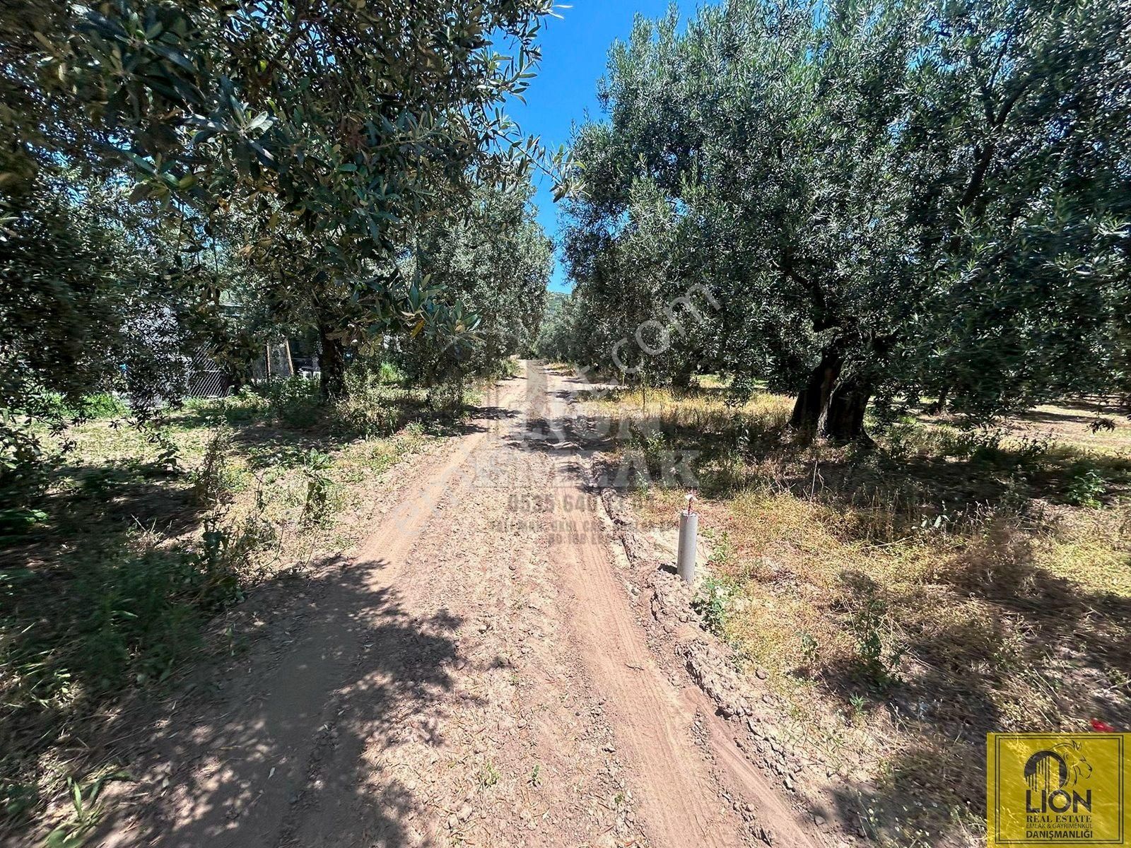 🟨⬛lıon Emlak'tan Erdek Çeltikçi Mahallesinde 402m² Yatırımlık Satılık Zeytinlik⬛🟨 - Görsel 14