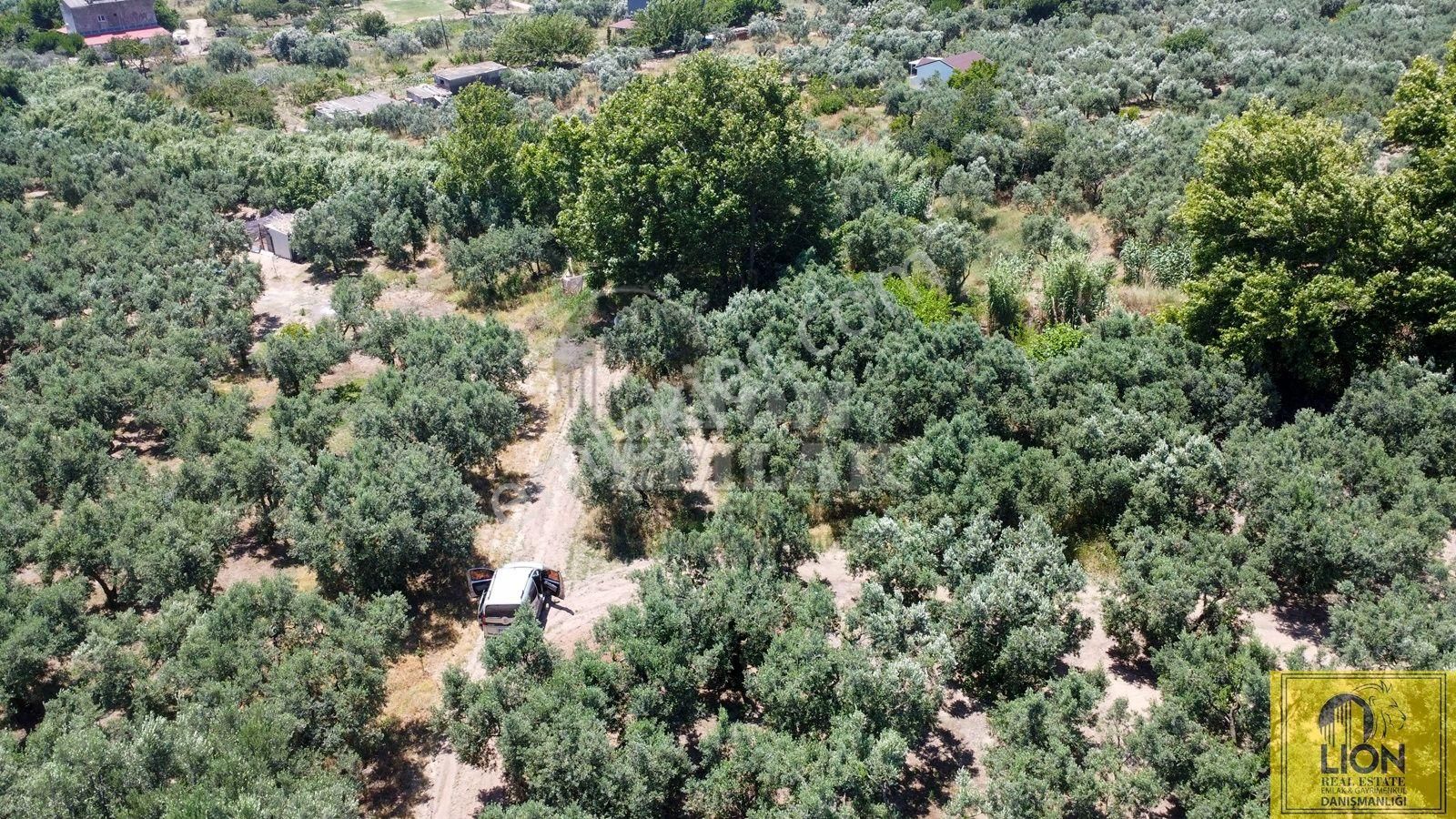 🟨⬛lıon Emlak'tan Erdek Çeltikçi Mahallesinde 402m² Yatırımlık Satılık Zeytinlik⬛🟨 - Görsel 5