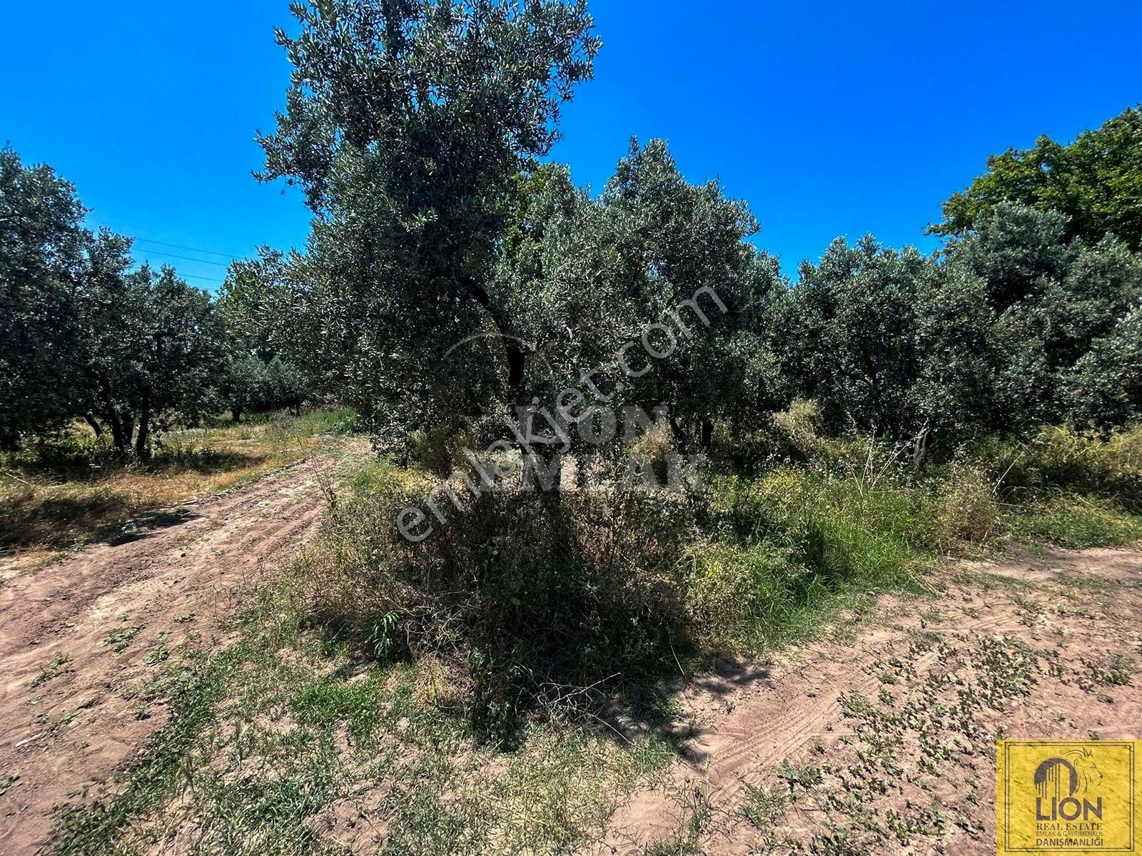 🟨⬛lıon Emlak'tan Erdek Çeltikçi Mahallesinde 402m² Yatırımlık Satılık Zeytinlik⬛🟨 - Görsel 13