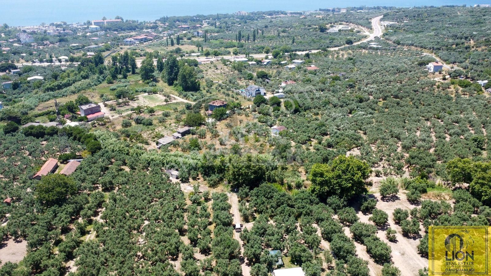 🟨⬛lıon Emlak'tan Erdek Çeltikçi Mahallesinde 402m² Yatırımlık Satılık Zeytinlik⬛🟨 - Görsel 25