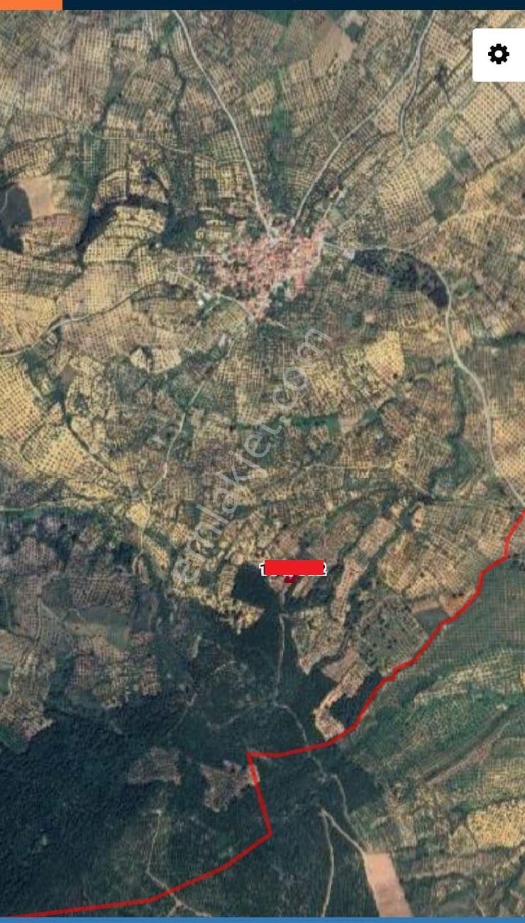 Balıkesir Burhaniye Ağacık"da Satılık 955 M2 Harika Zeytinlik