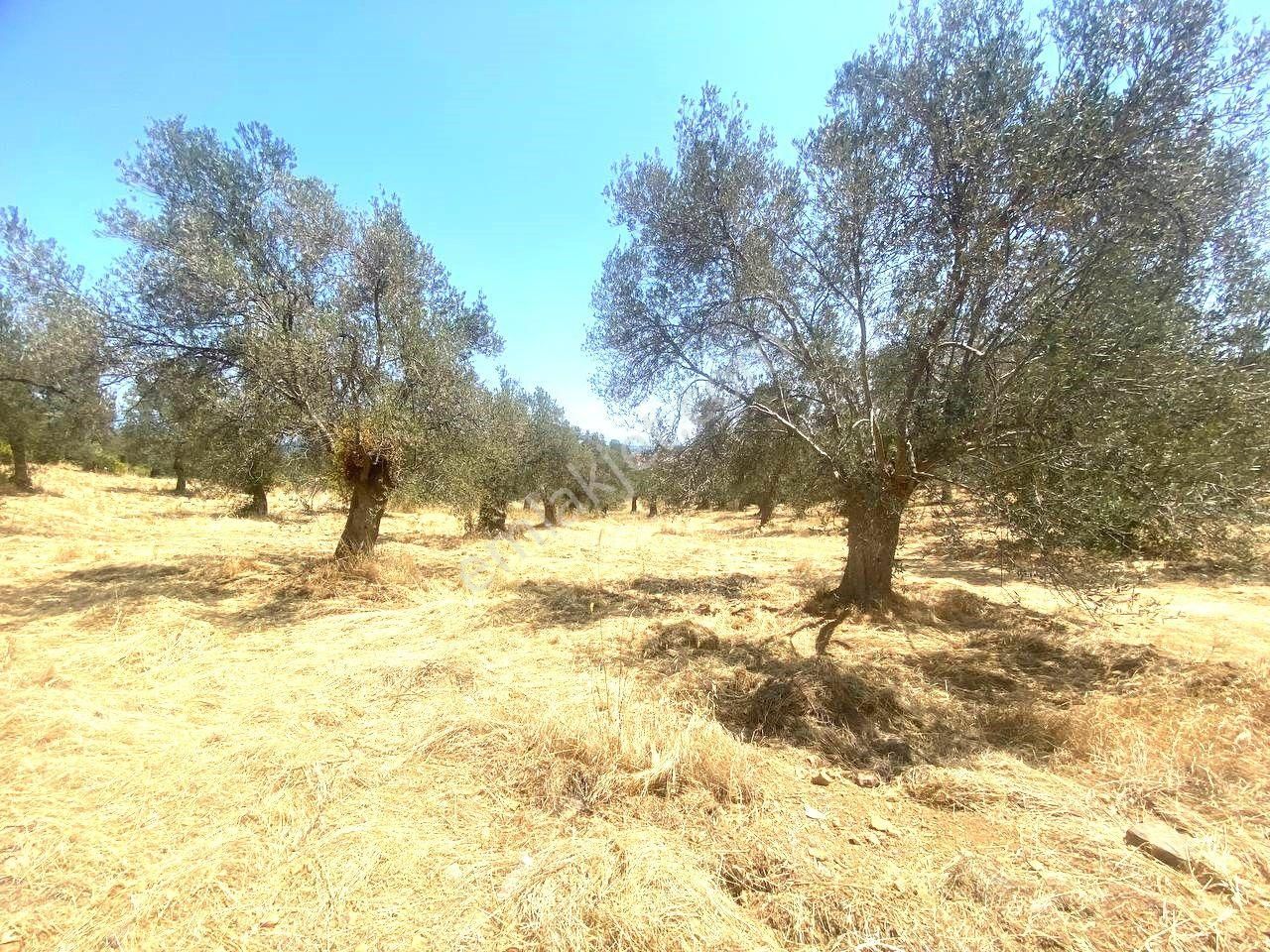 🔴🔴aktif'ten Burhaniye Pelitköy'de İmar Dibinde Harika Konumda 2607m2 Satılık Zeytinlik🔴🔴