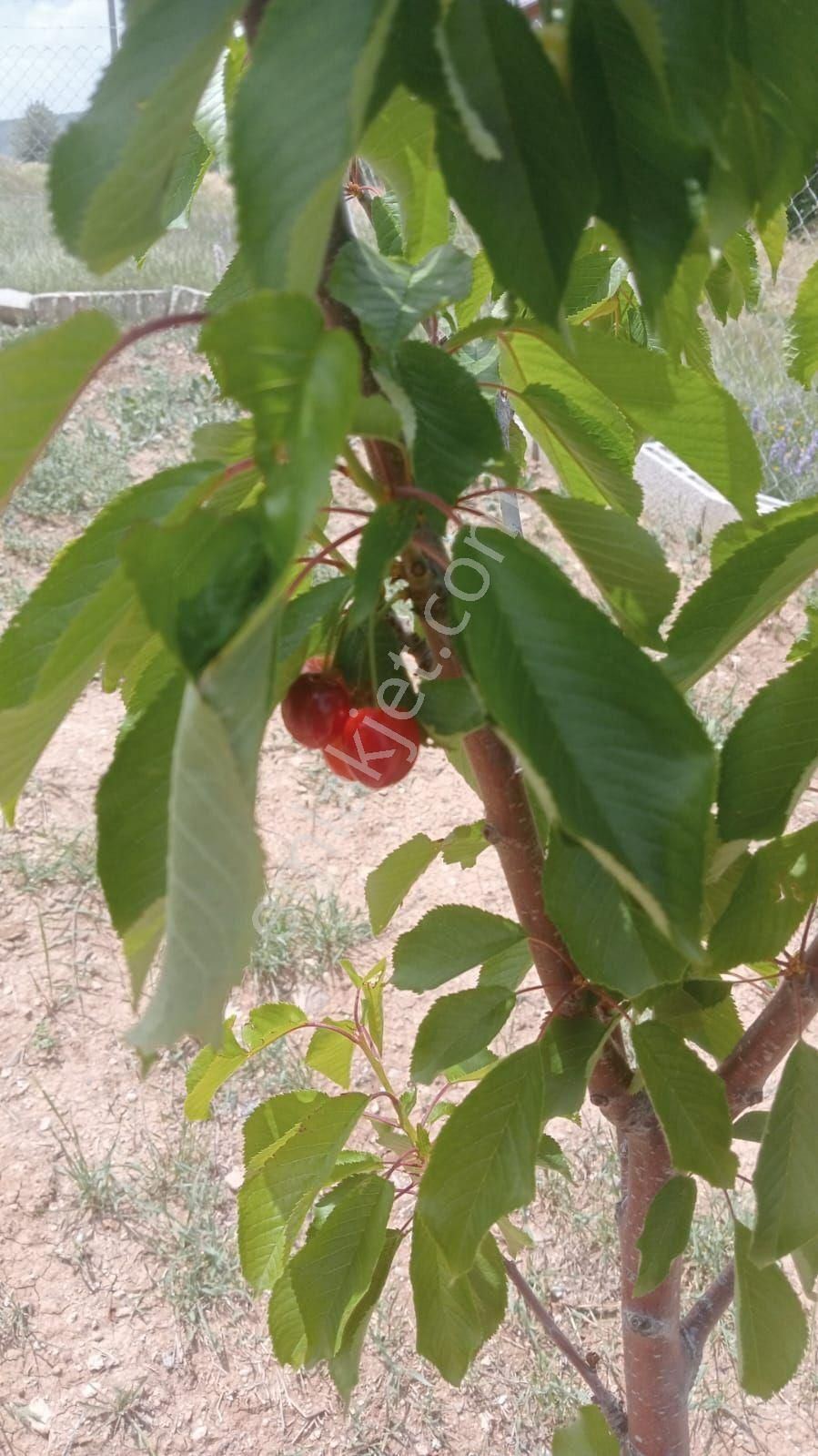 Ulukisla Gumus Koy Satılık Yayla Evı