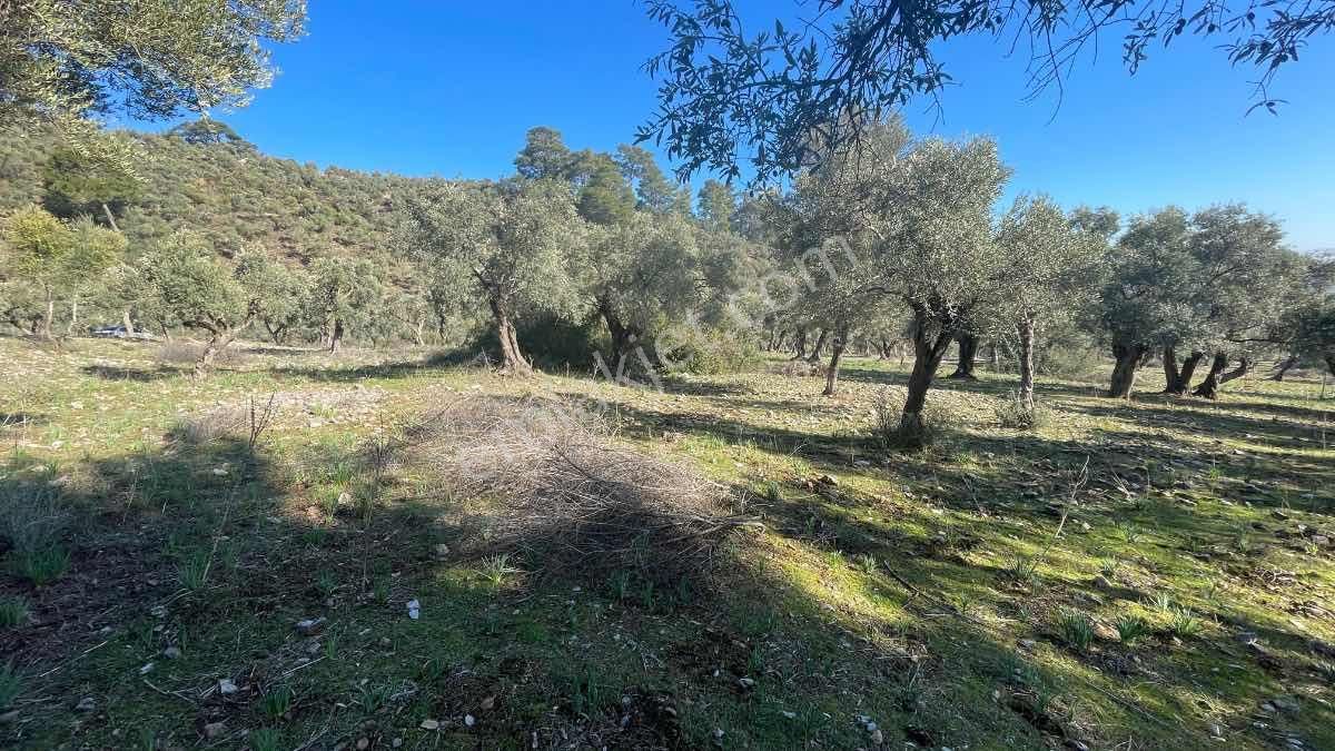 Muğla Mılas Pınarcık Köyünde Içıne Araçla Gıdılebılen Zeytınlık