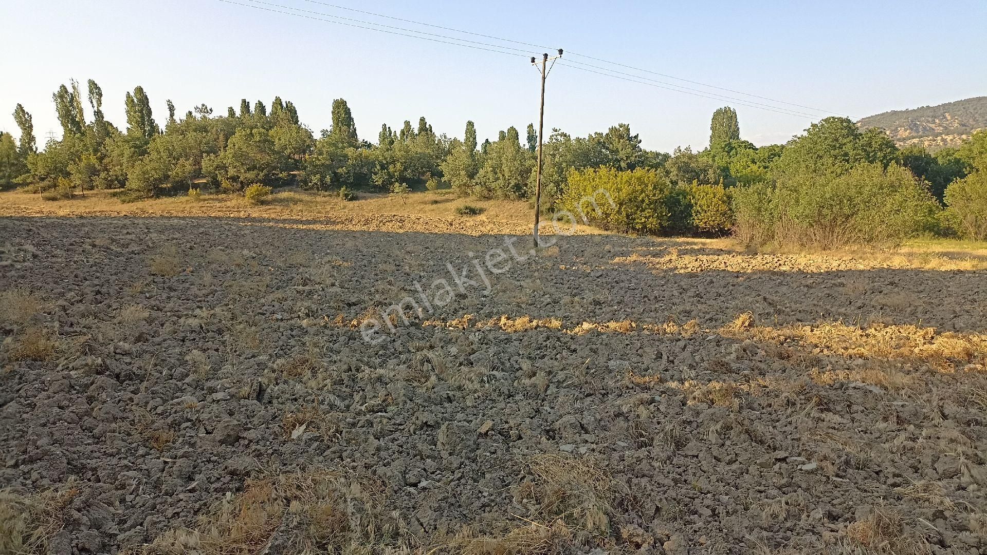 Nallıhan Yakapınar Şıhlar Köyü Satılık Tarla