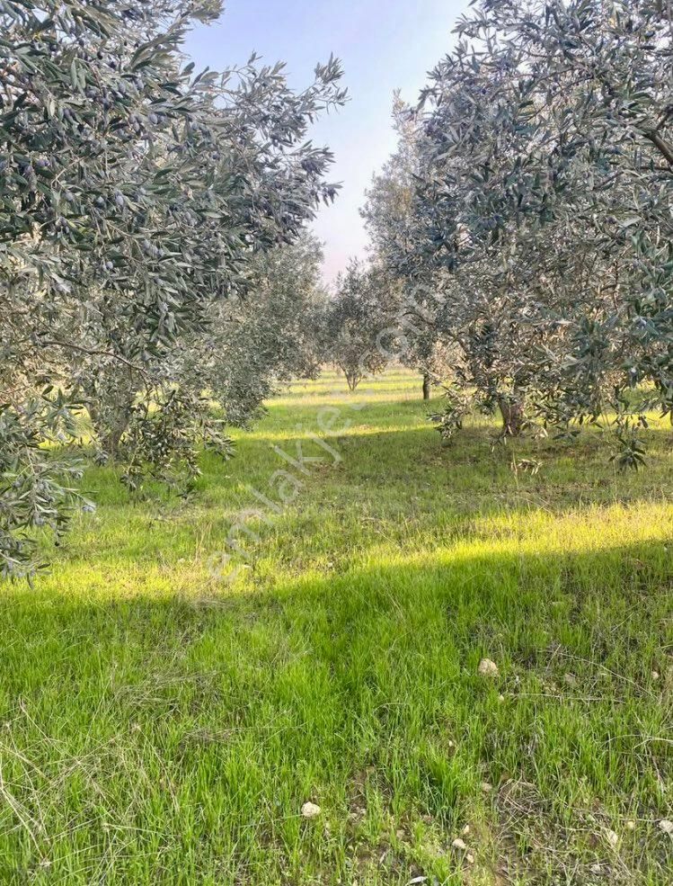 Tire Derebaşı Mahallesin De Yatırımlık Zeytinlik - Görsel 8