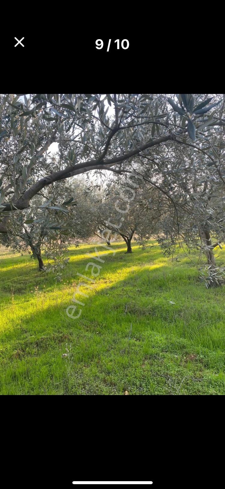 Tire Derebaşı Mahallesin De Yatırımlık Zeytinlik - Görsel 4