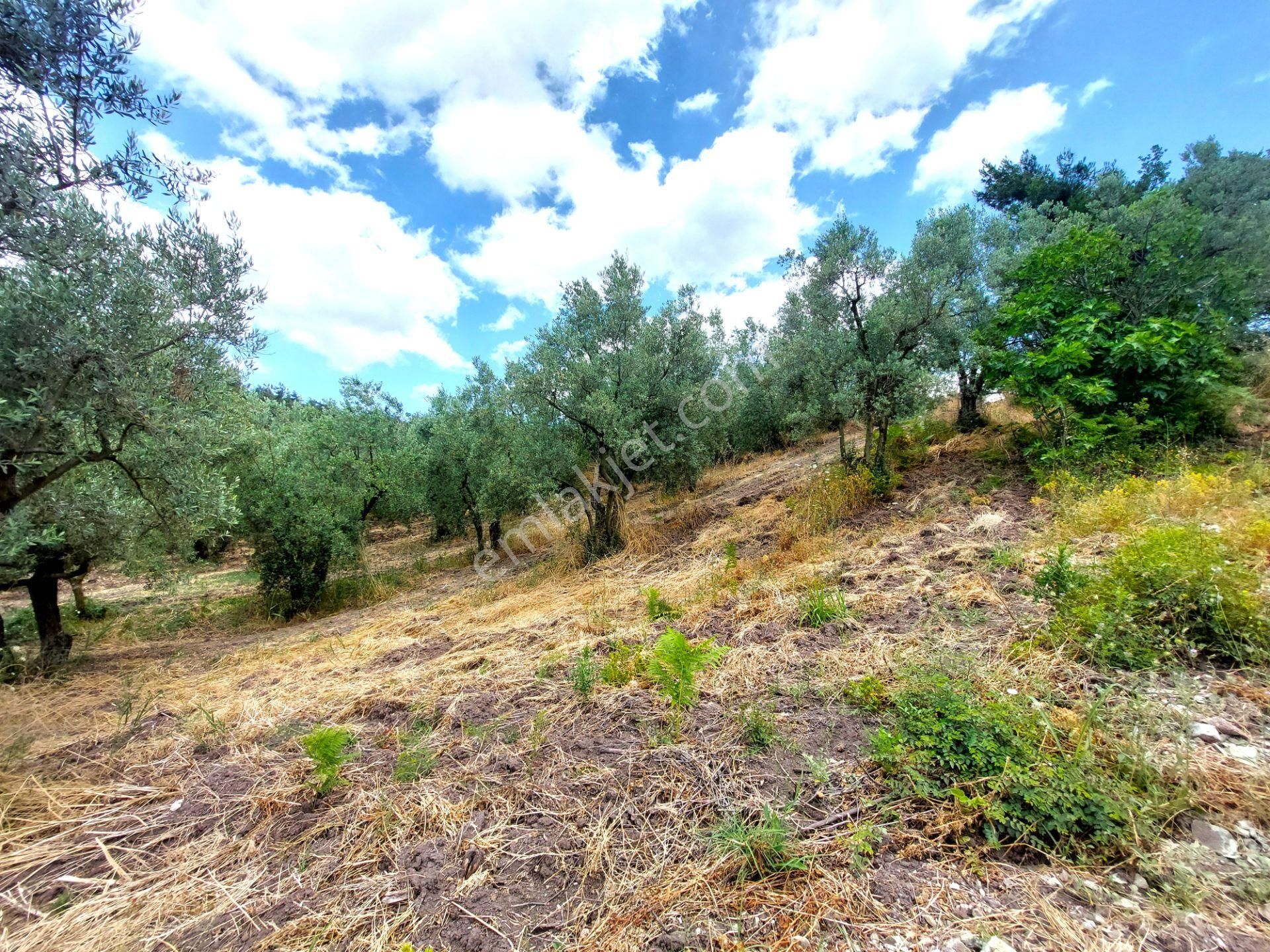 C21 Cius; Katırlı 1270 M² Yola 90m Cephe Satılık Zeytinlik - Görsel 20