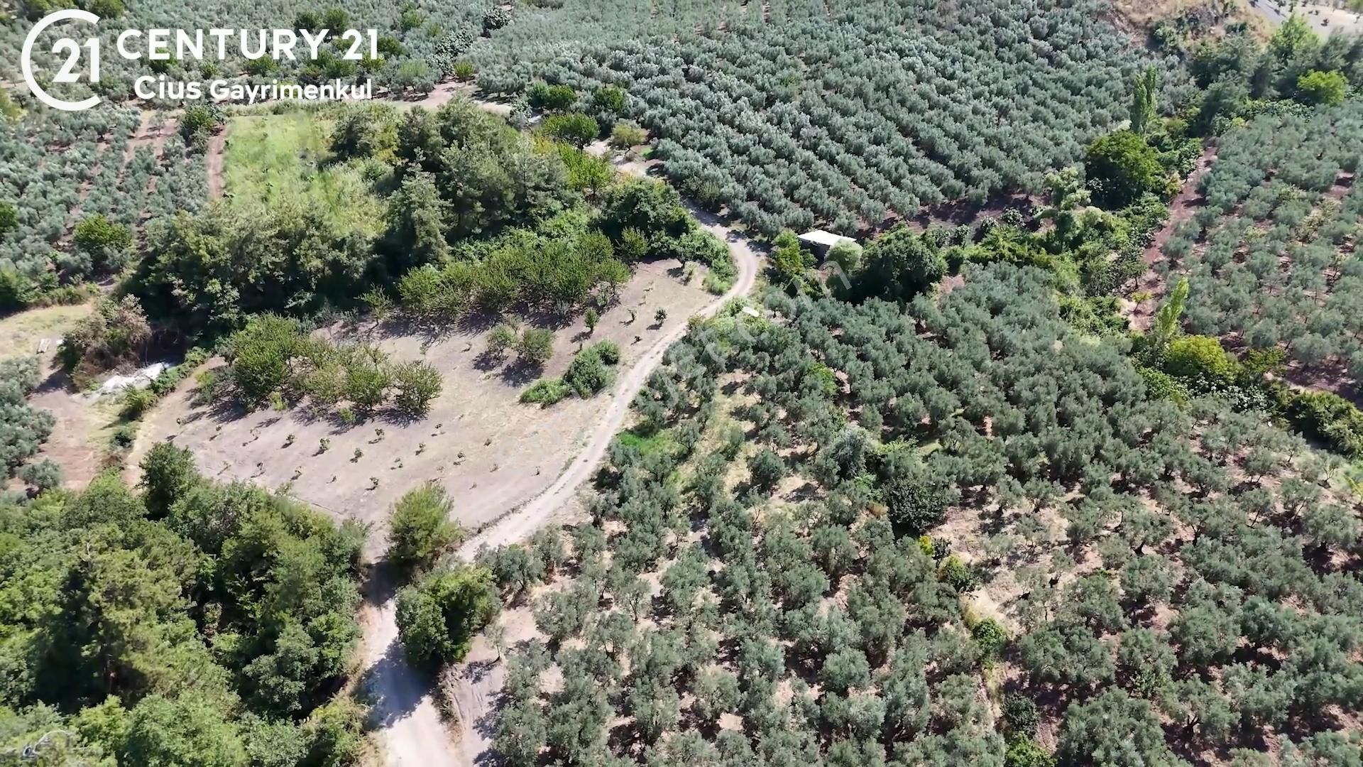 C21 Cius; Katırlı 1270 M² Yola 90m Cephe Satılık Zeytinlik - Görsel 4