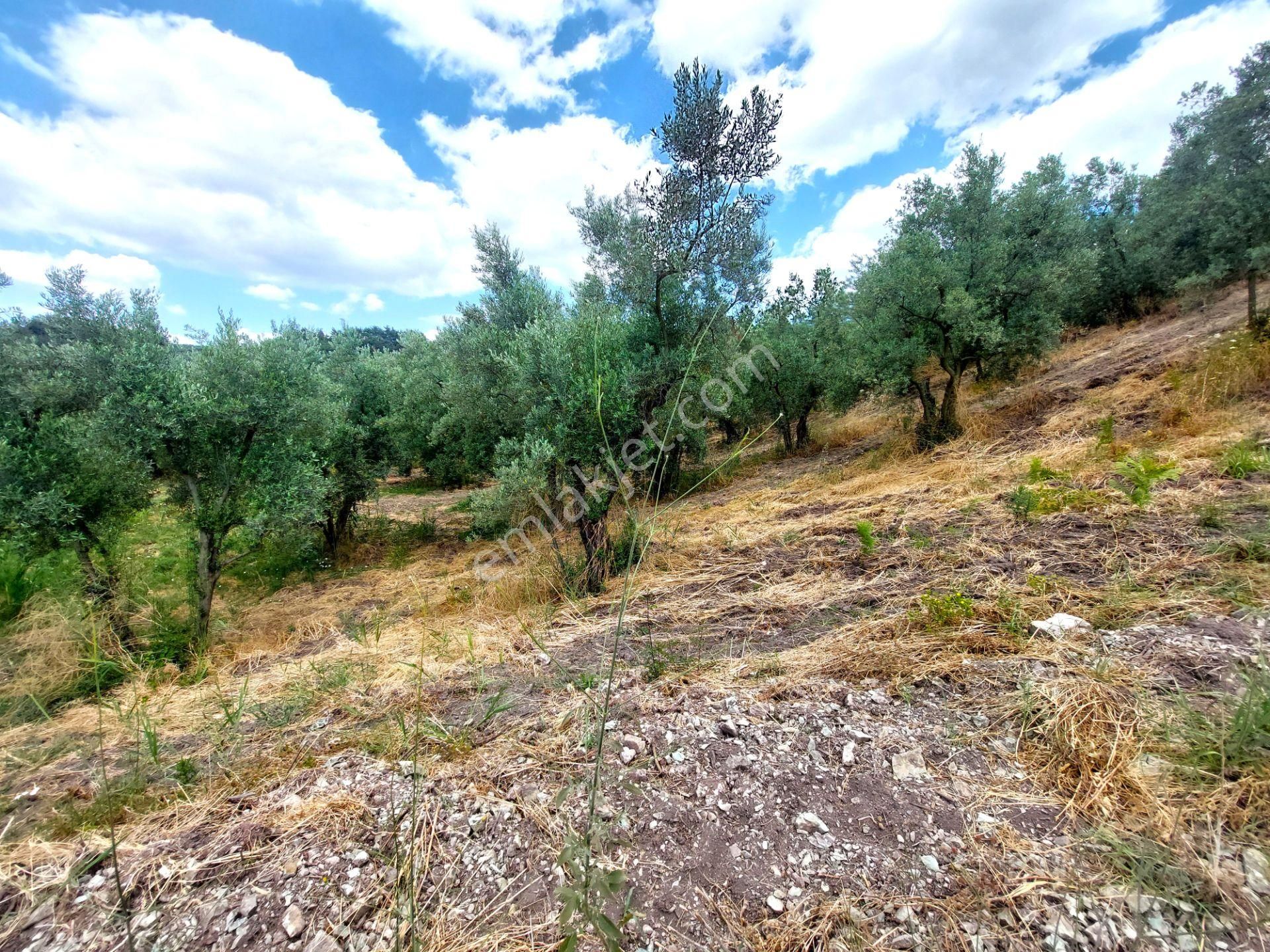 C21 Cius; Katırlı 1270 M² Yola 90m Cephe Satılık Zeytinlik - Görsel 21